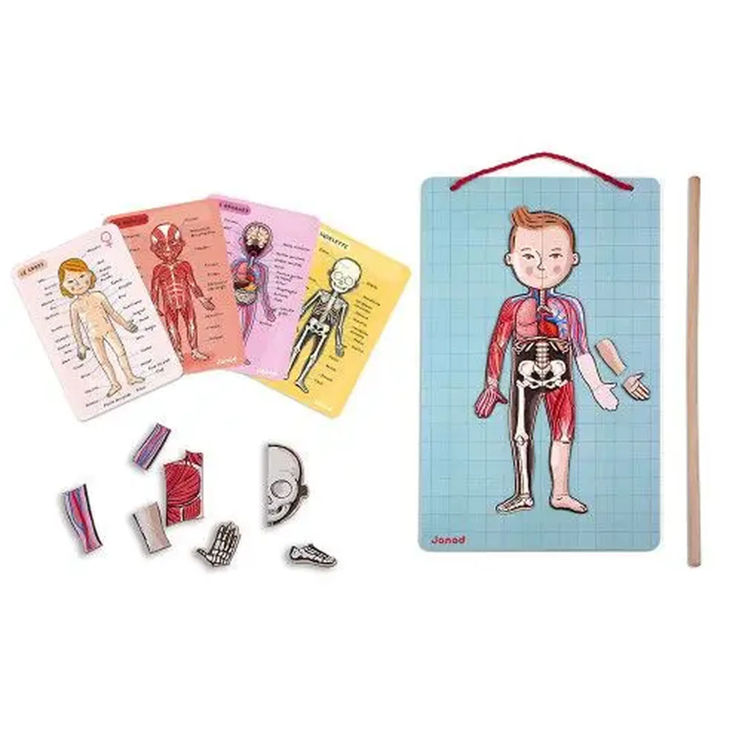 Joc magnetic de anatomie Body Magnet, 12 limbi — Janod