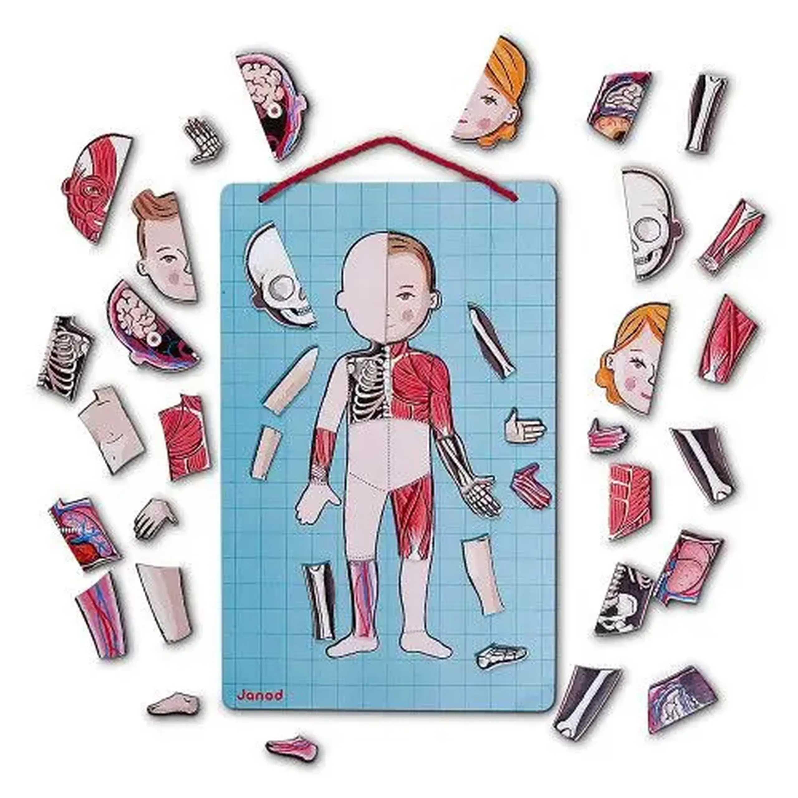 Joc magnetic de anatomie Body Magnet, 12 limbi — Janod