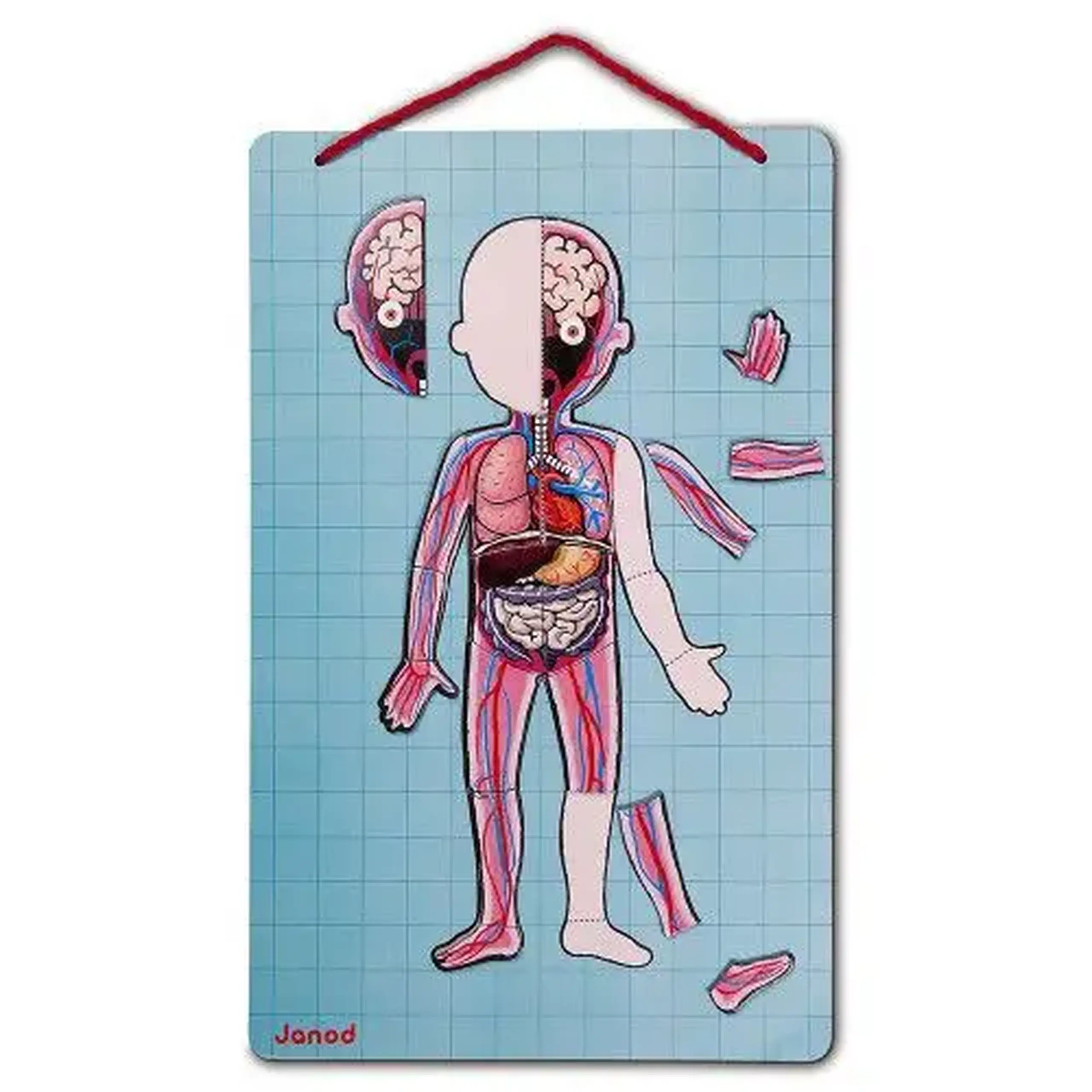 Joc magnetic de anatomie Body Magnet, 12 limbi — Janod