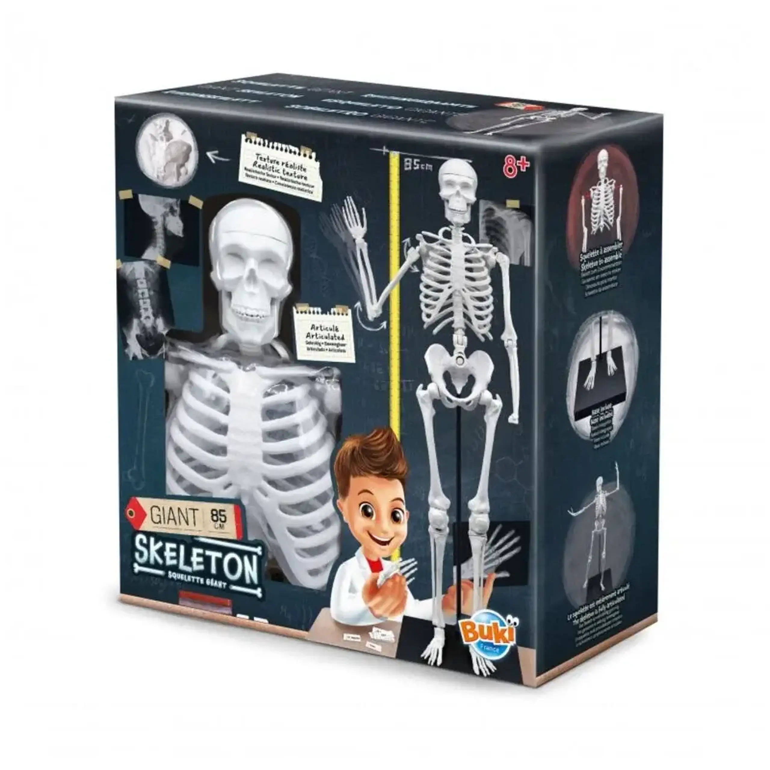 Schelet uman articulat de 85 cm — Buki