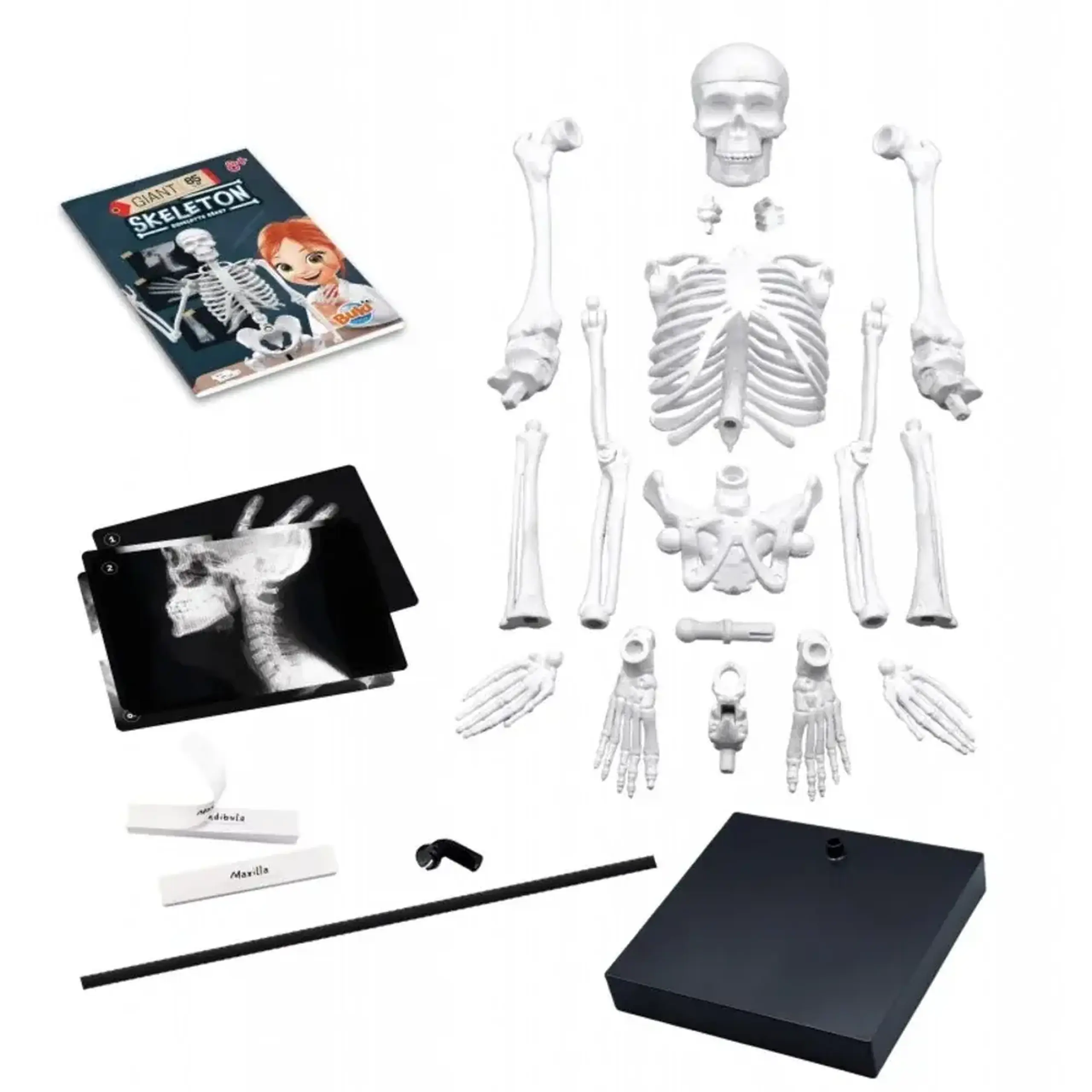 Schelet uman articulat de 85 cm — Buki