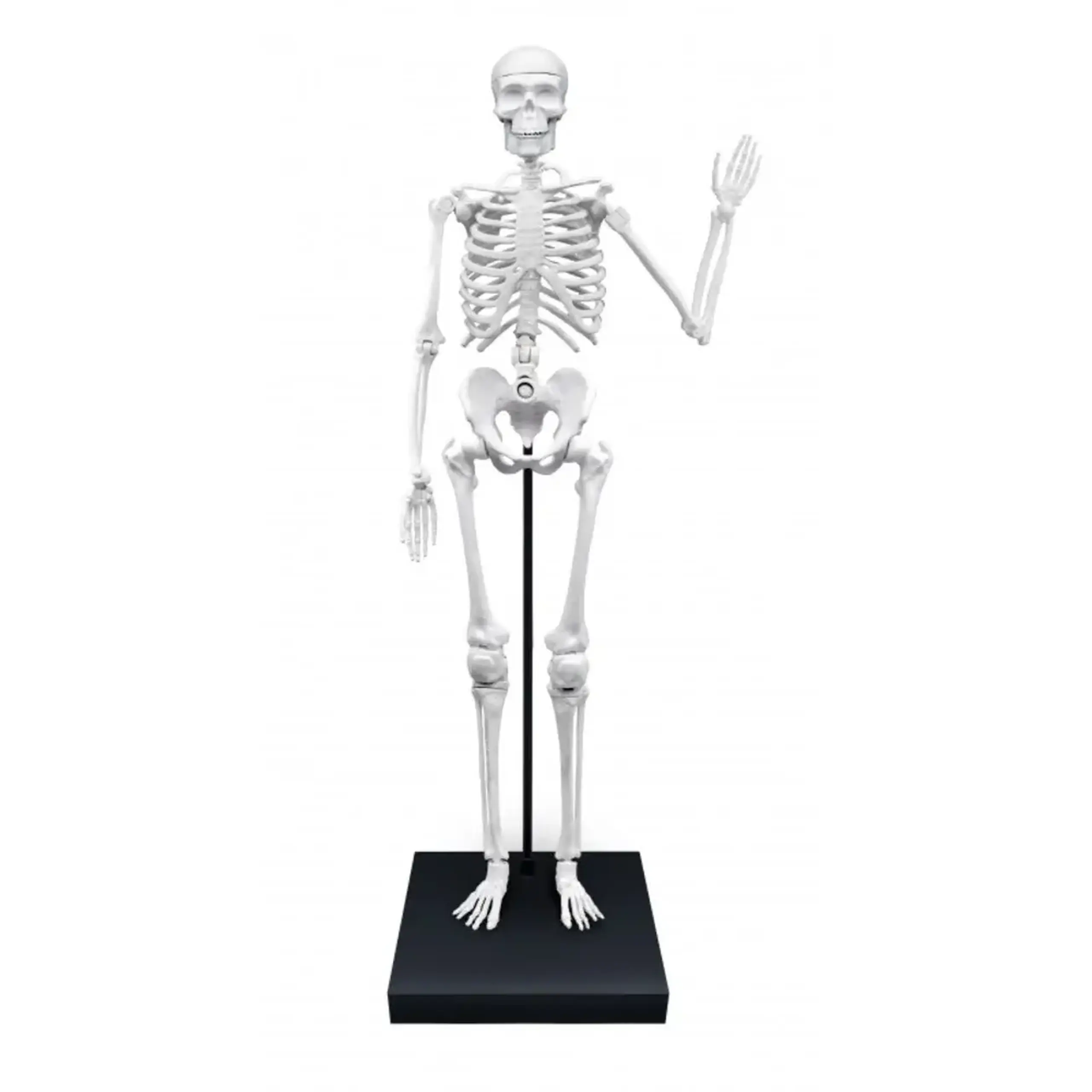 Schelet uman articulat de 85 cm — Buki