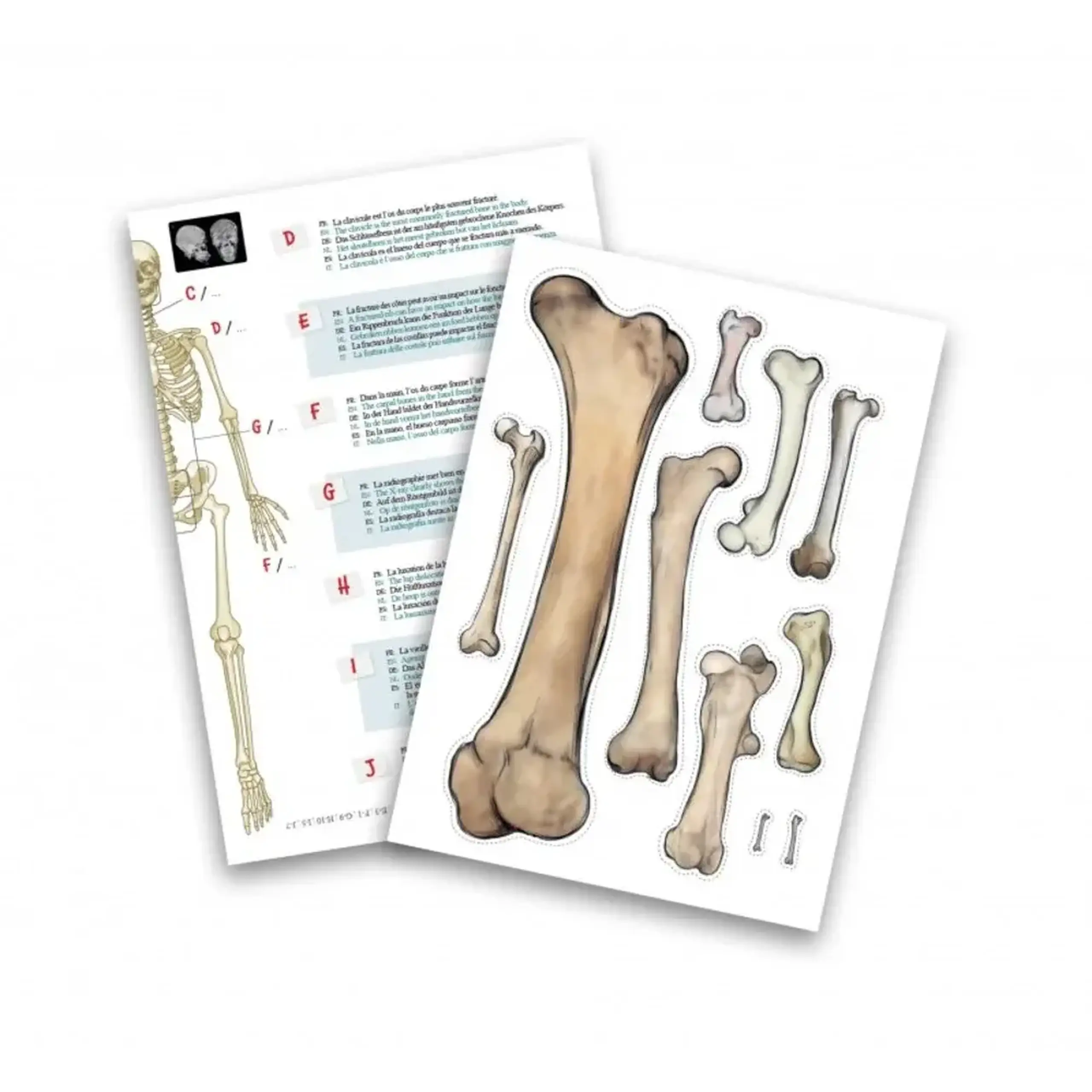 Schelet uman articulat de 85 cm — Buki