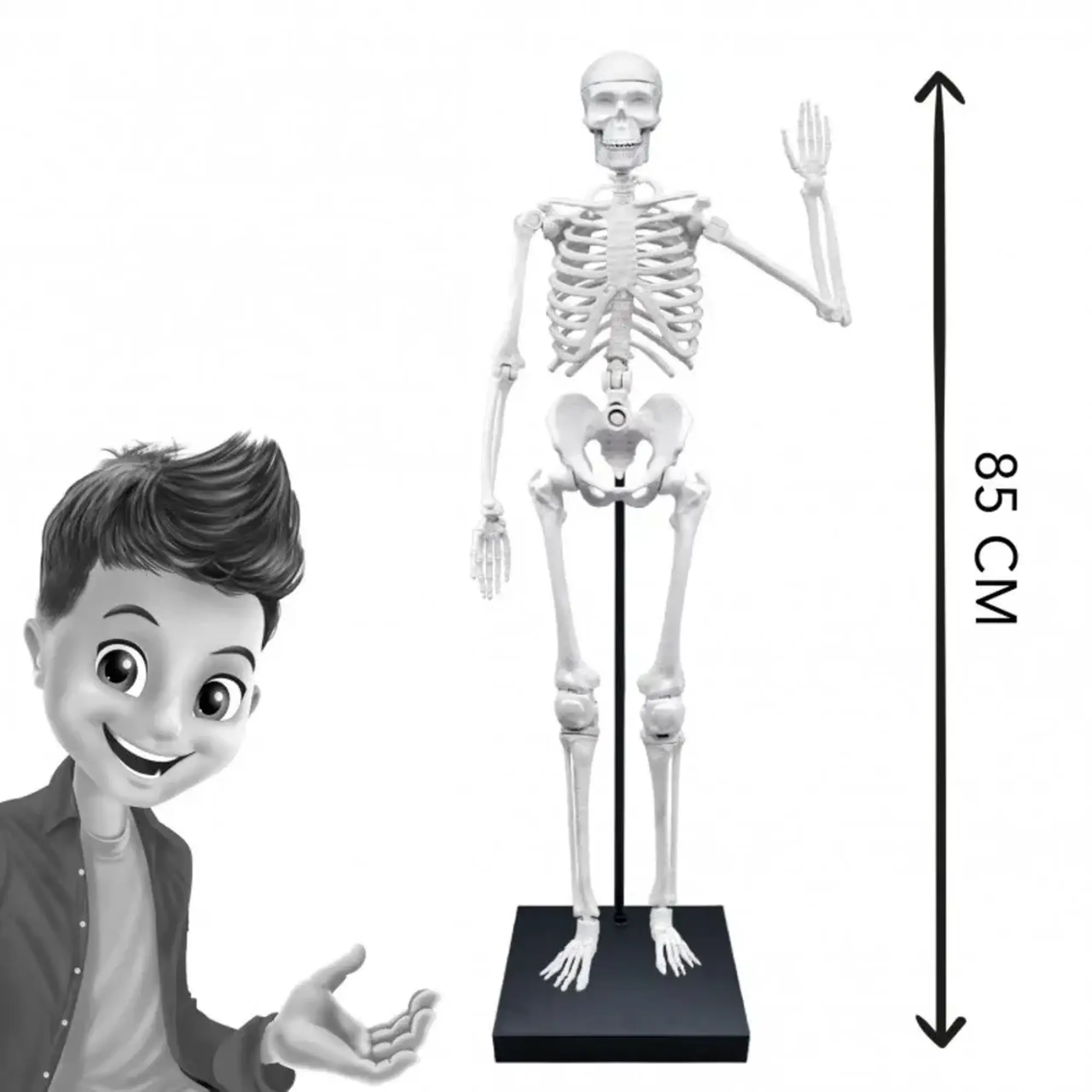 Schelet uman articulat de 85 cm — Buki
