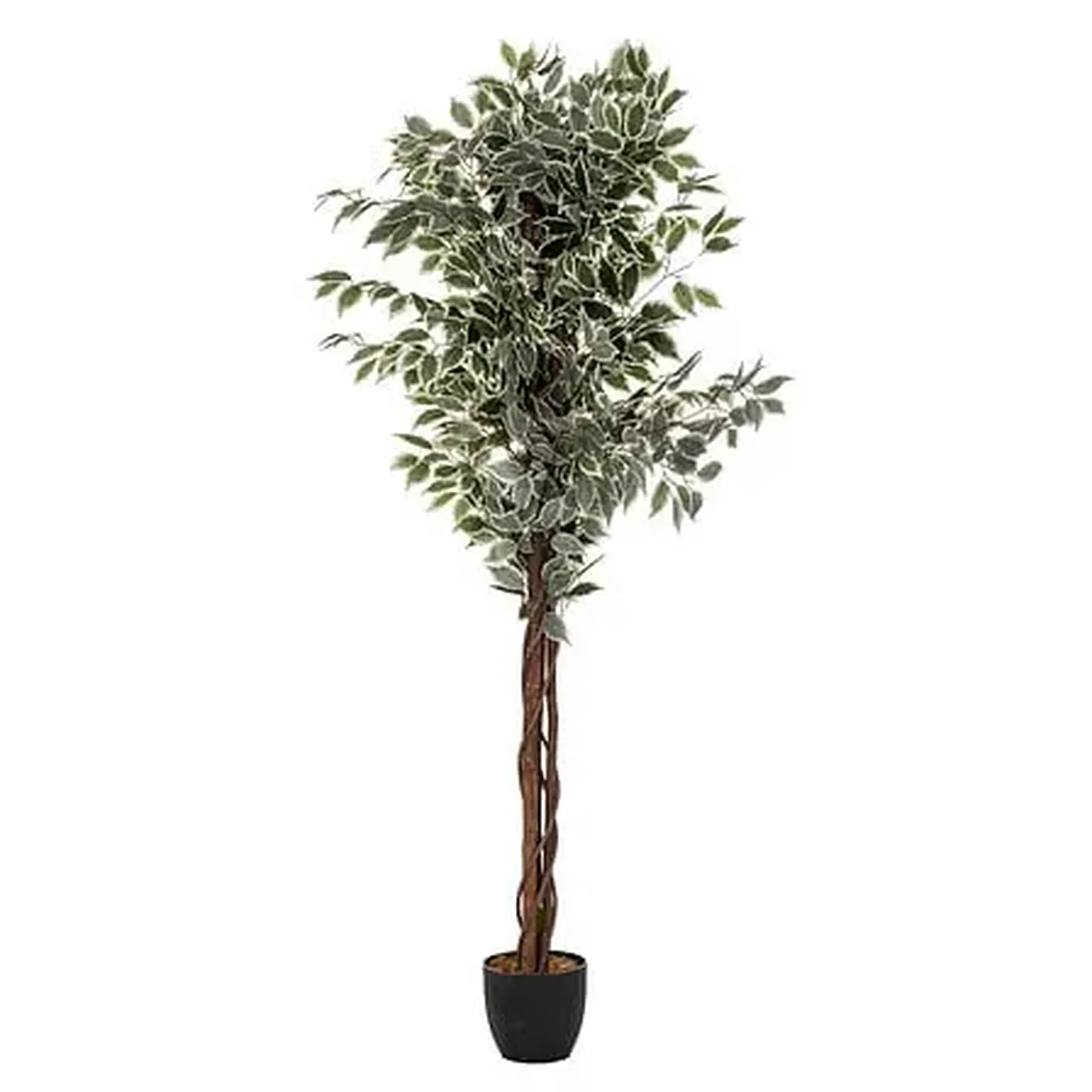 Ficus cu ghiveci BENJAMINA