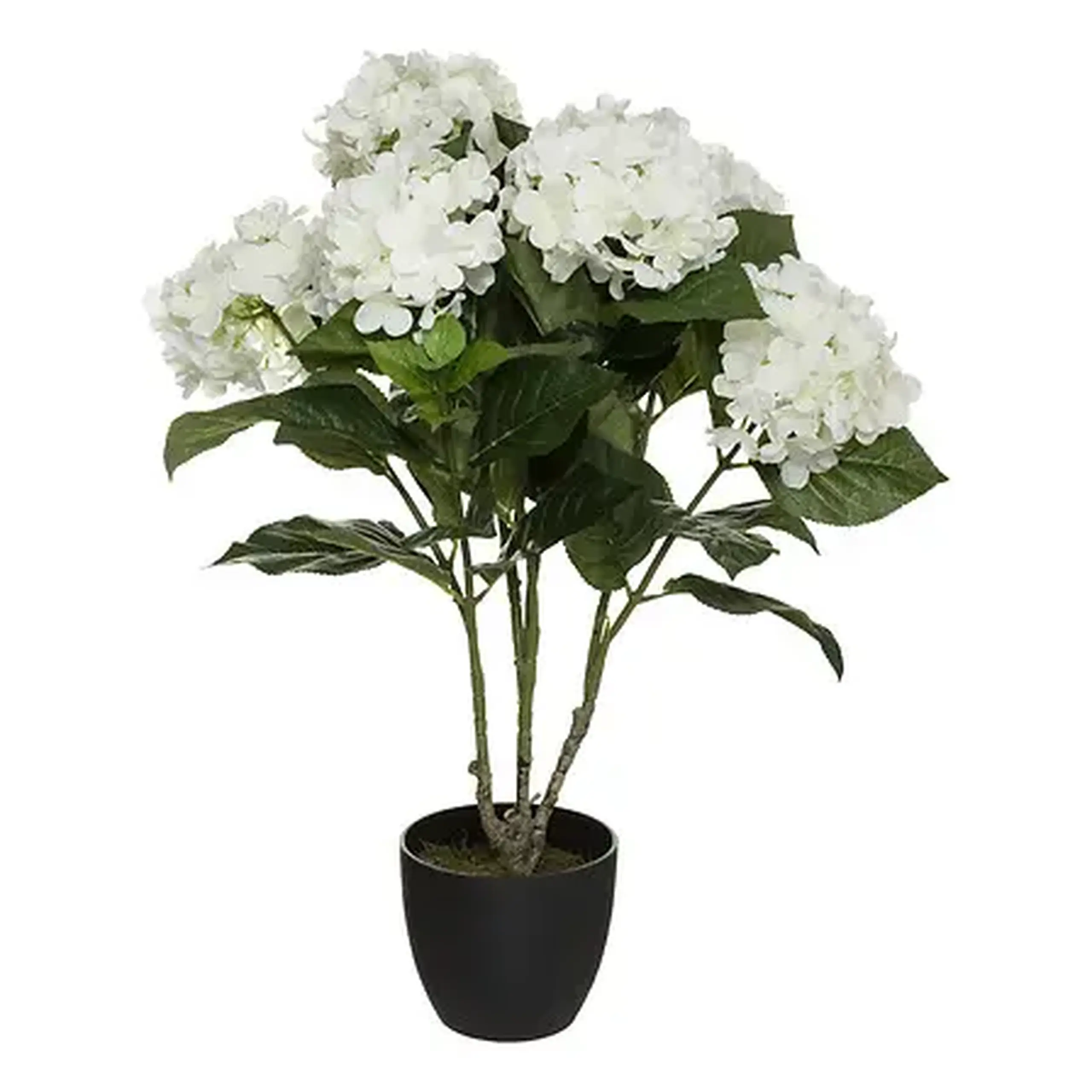 Floare decorativă