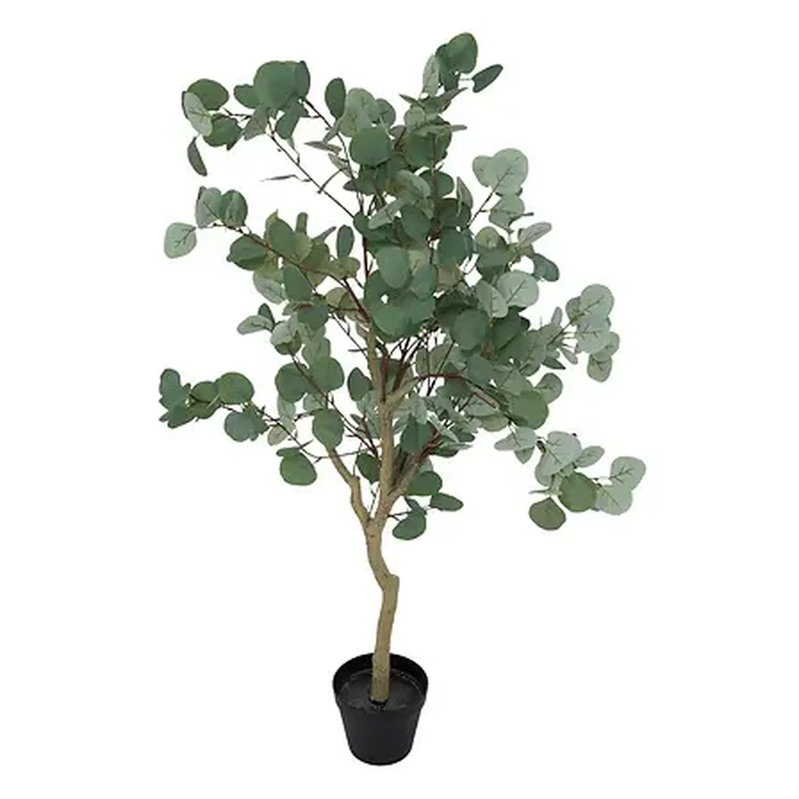Compoziție florală EUCALYPTUS H127