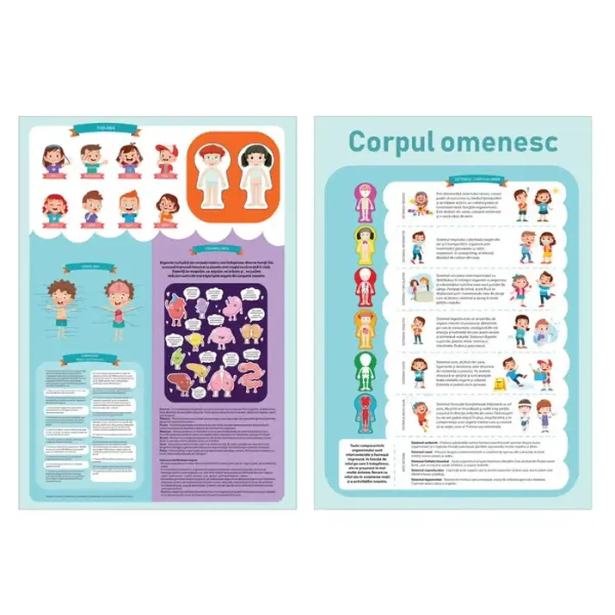 Puzzle ”Corpul omenesc”, 60 elem. (ro)