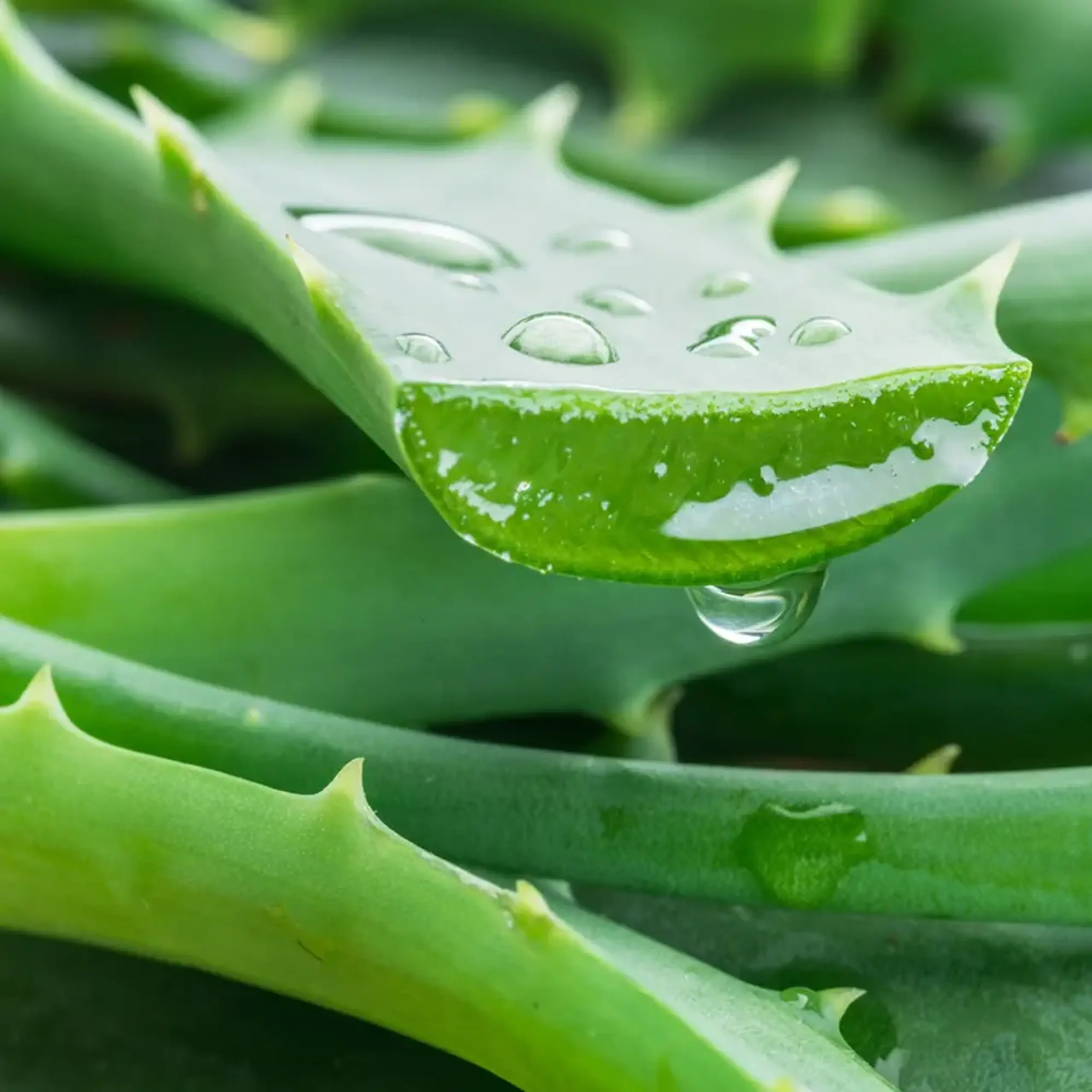 Cremă-Gel calmantă pe bază de Aloe pentru Copii Atopalm Cica Aloe Soothing Gel 250 ml