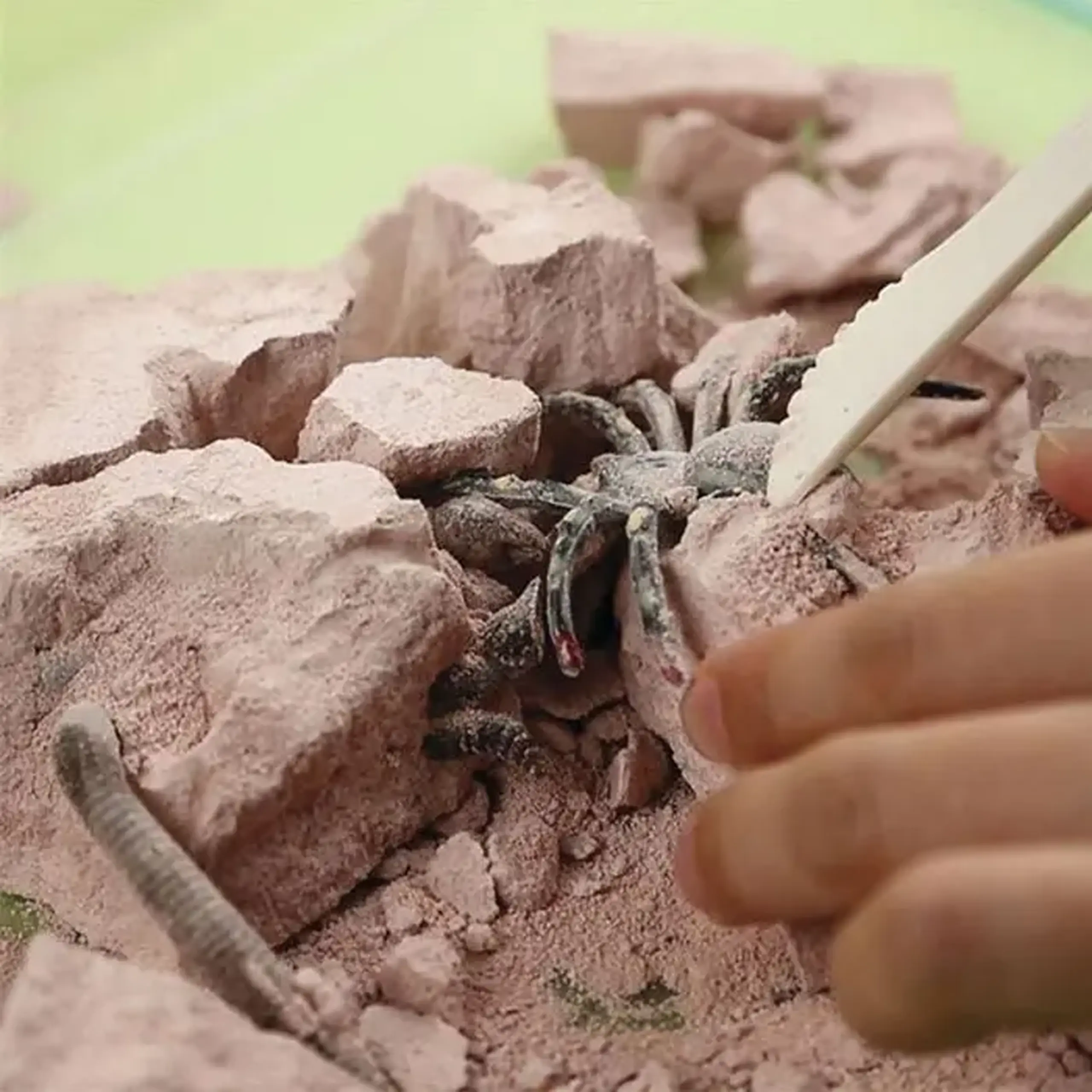 Excavarea insectilor 00-03397