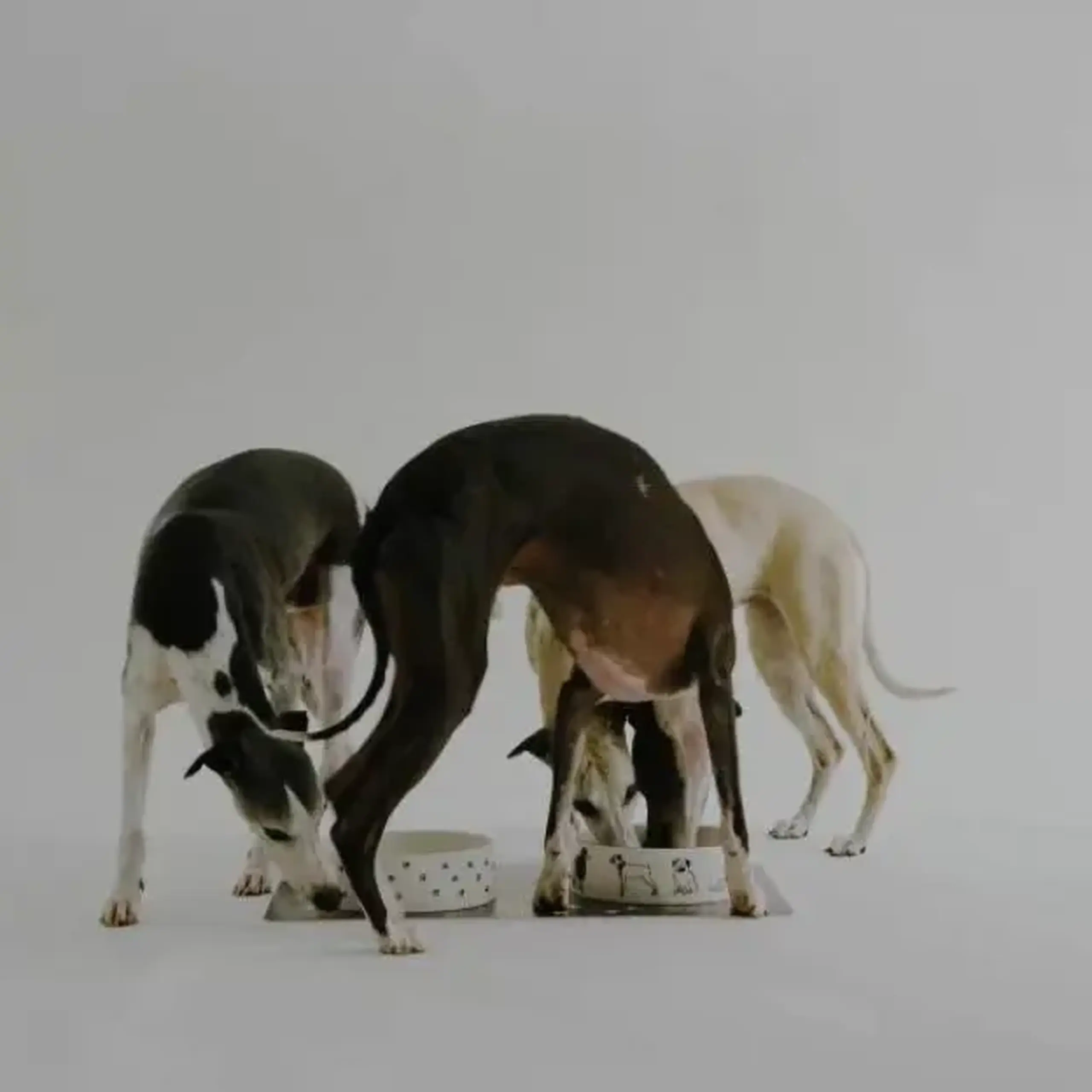 Bol pentru animale DOGERO