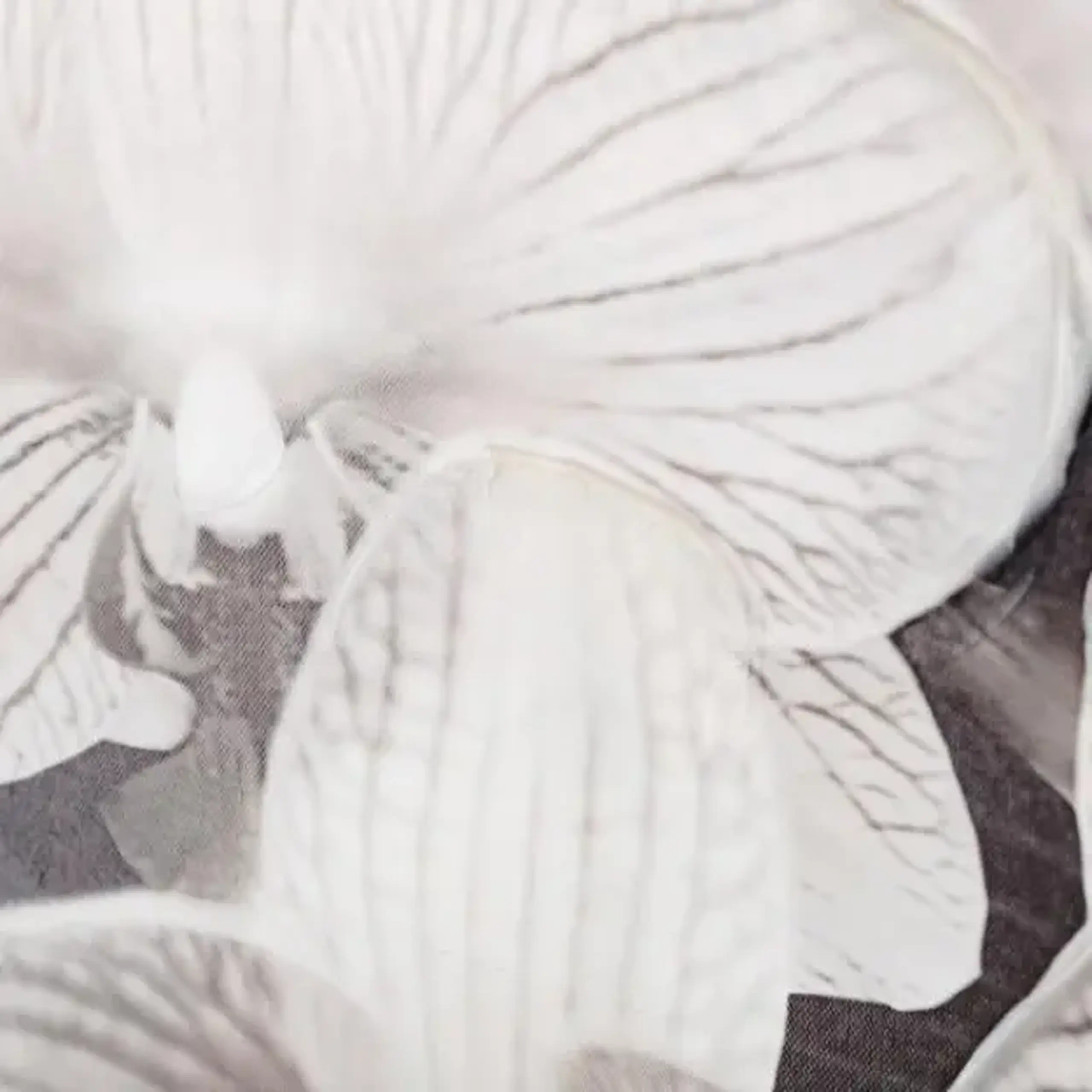 Tablou ORCHIDES
