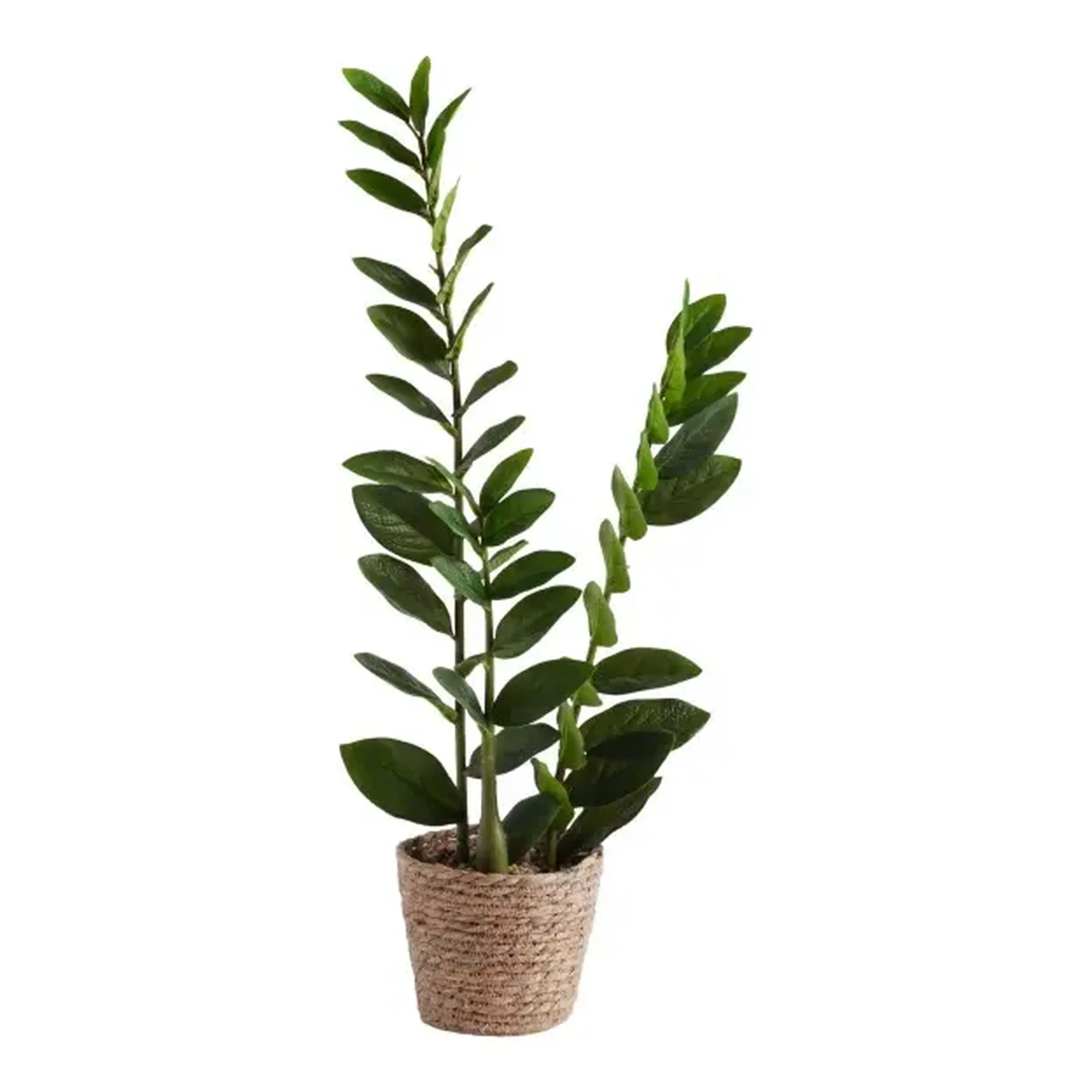 Compoziție de flori ZAMIA