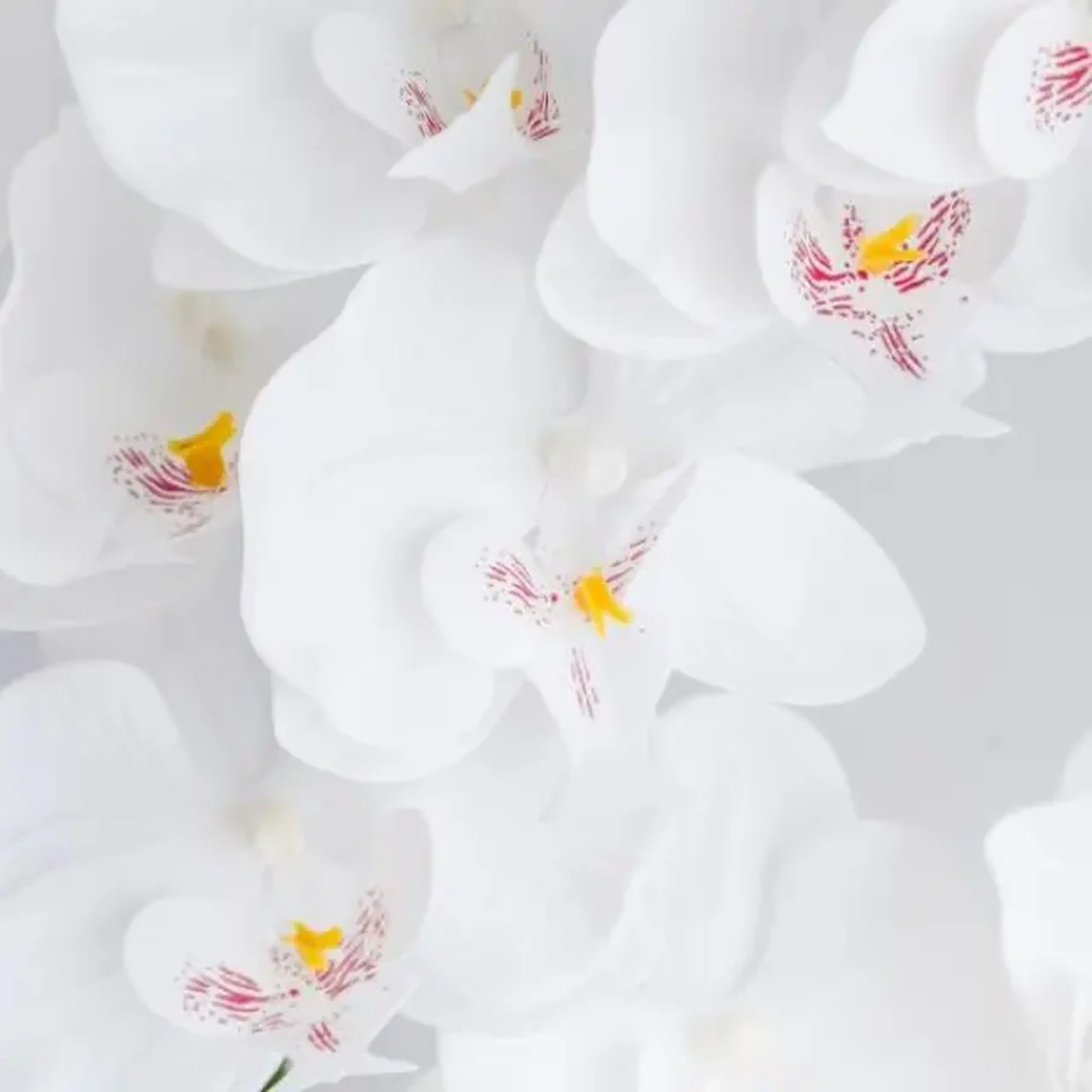 compoziție florală ORCHELLO