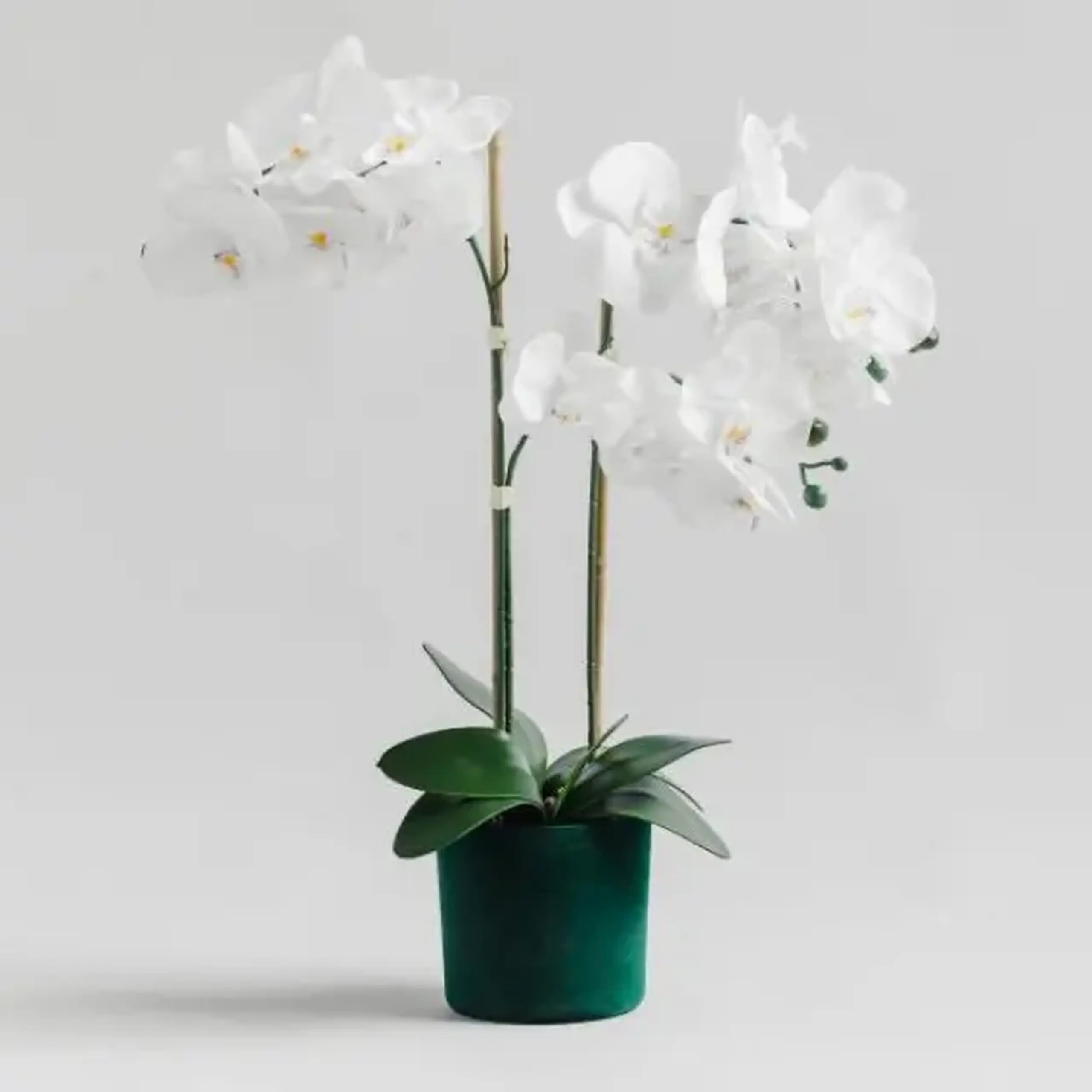 compoziție florală ORCHIVELOSS