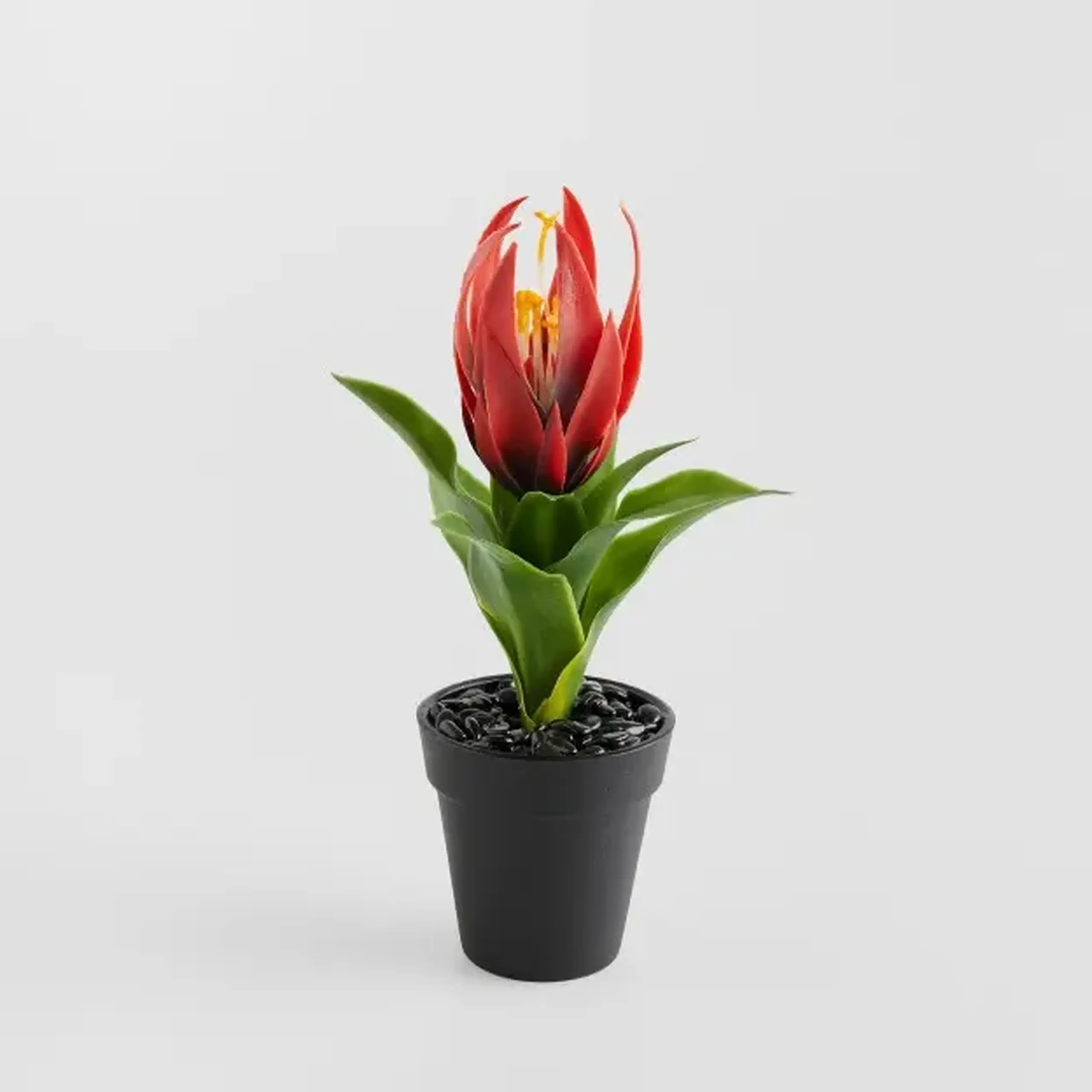 Compoziție florală PEDITO STROIK