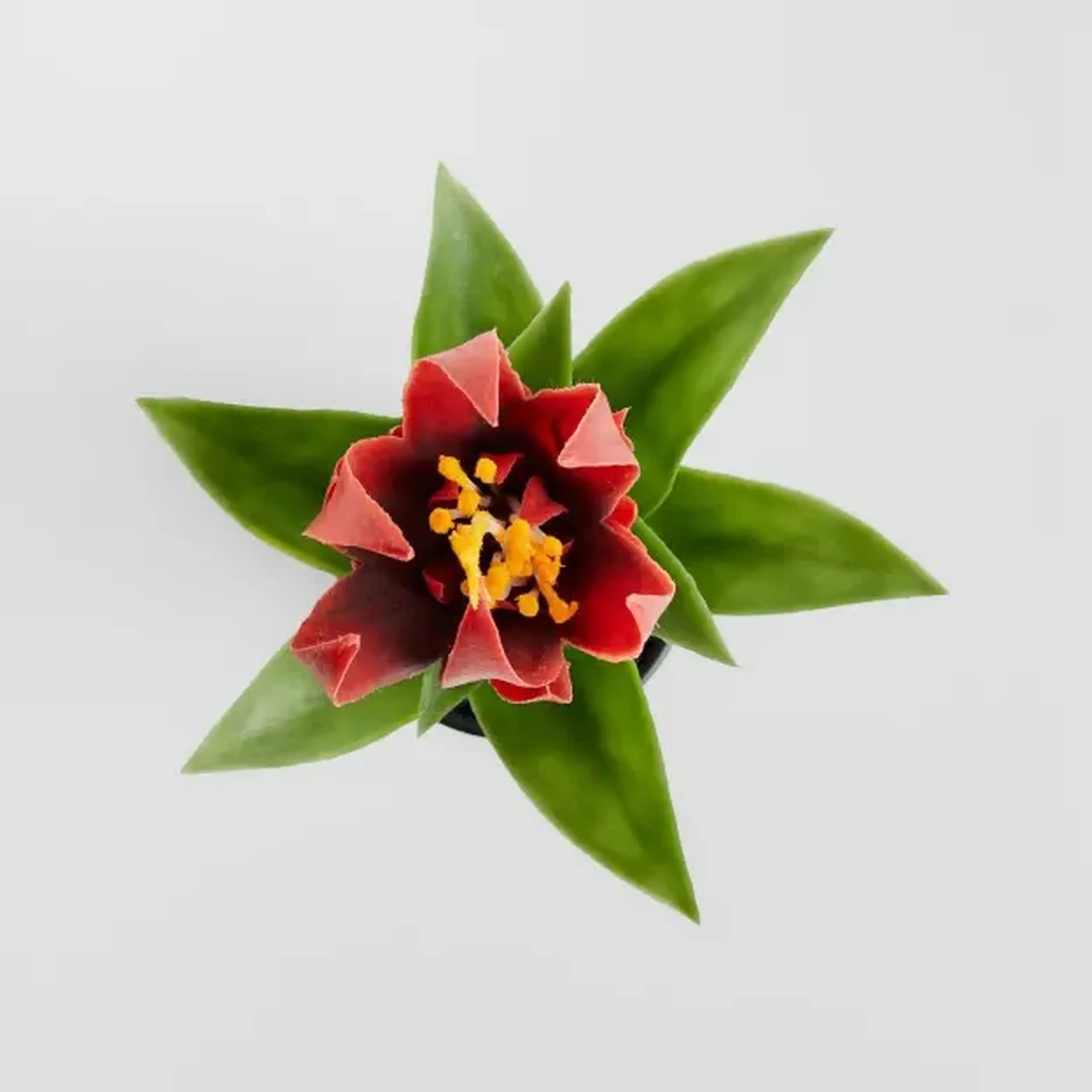 Compoziție florală PEDITO STROIK