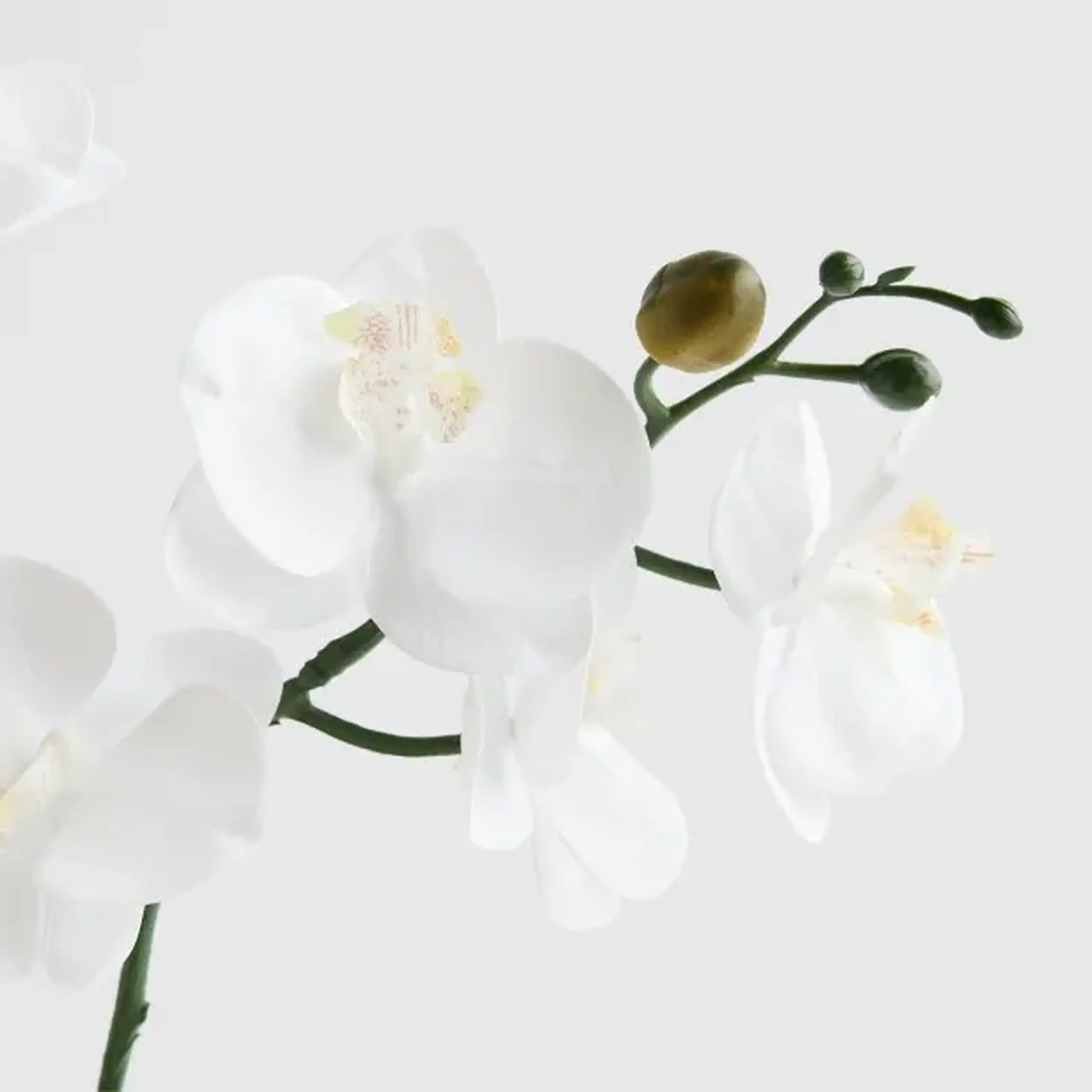 Compoziție florală ORCHITIO