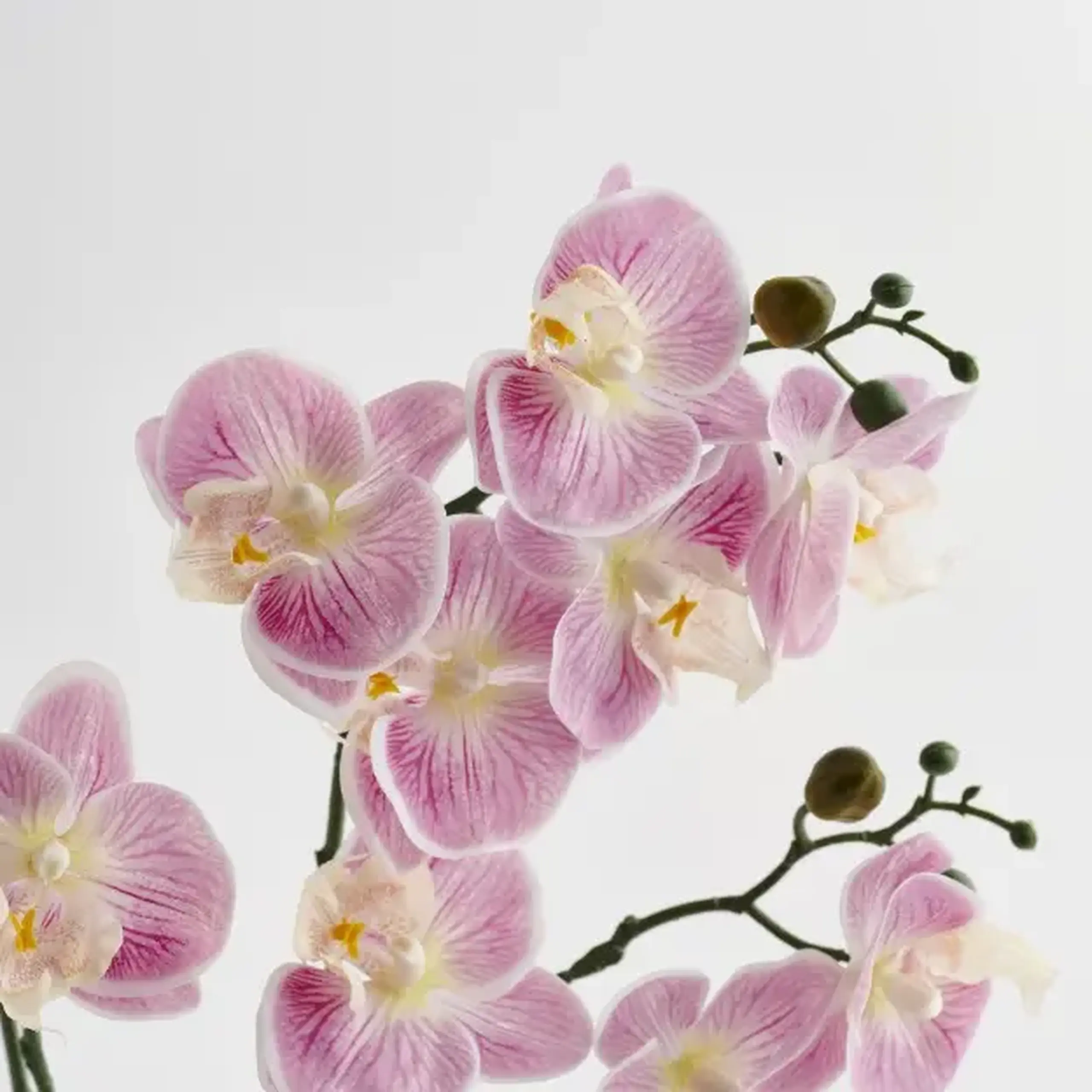 Compoziție florală ORCHIANUM
