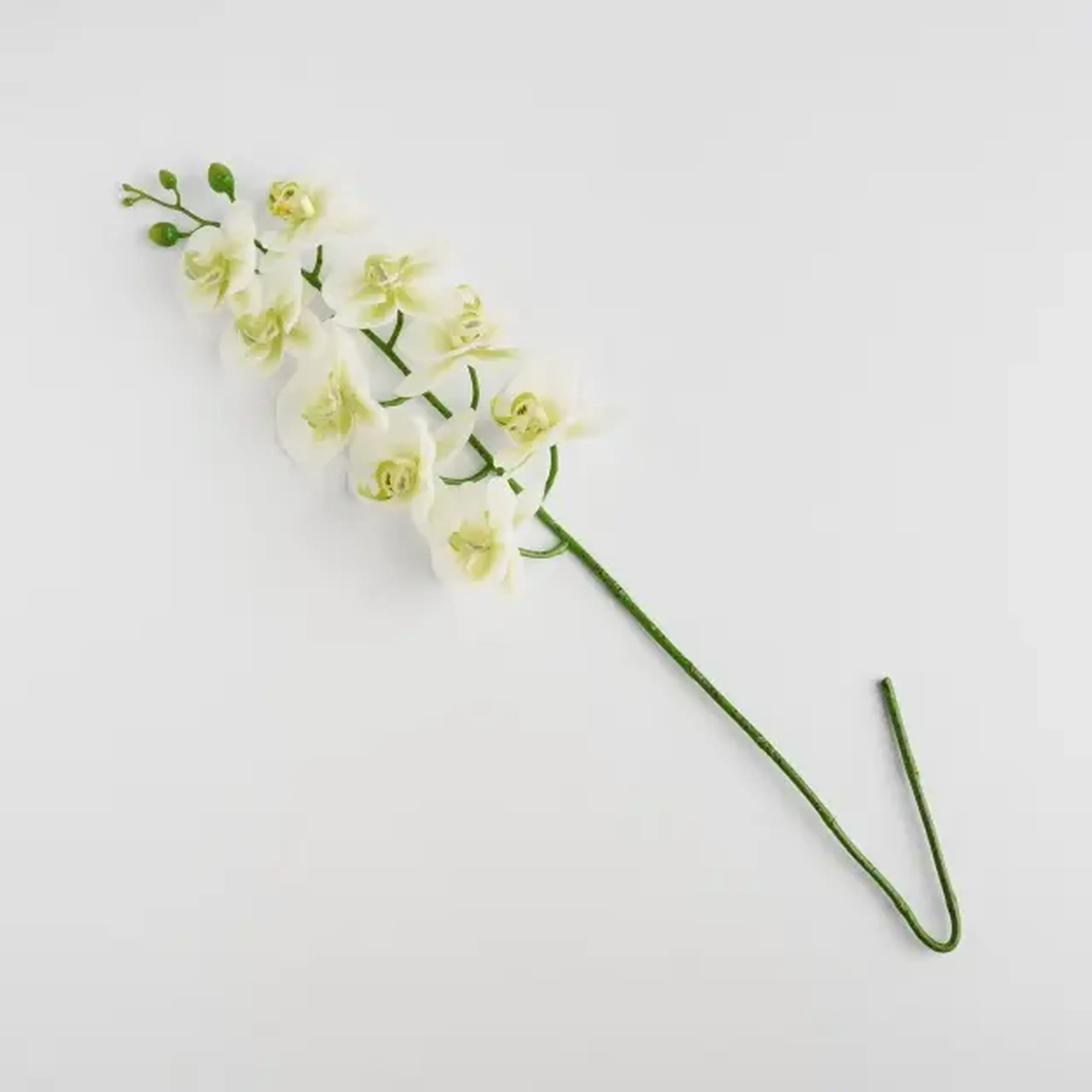 Plantă decorativă ORCHSTEM