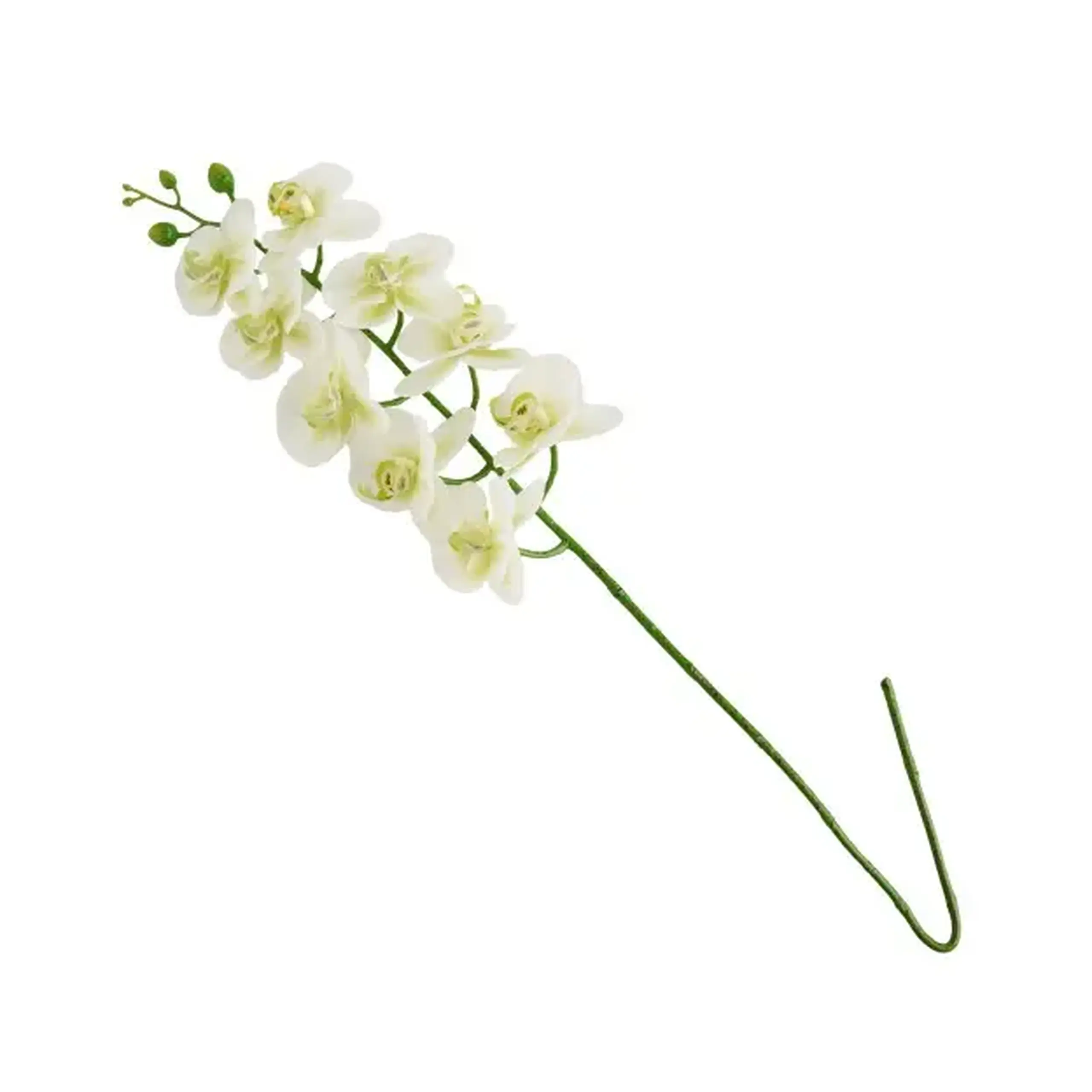Plantă decorativă ORCHSTEM