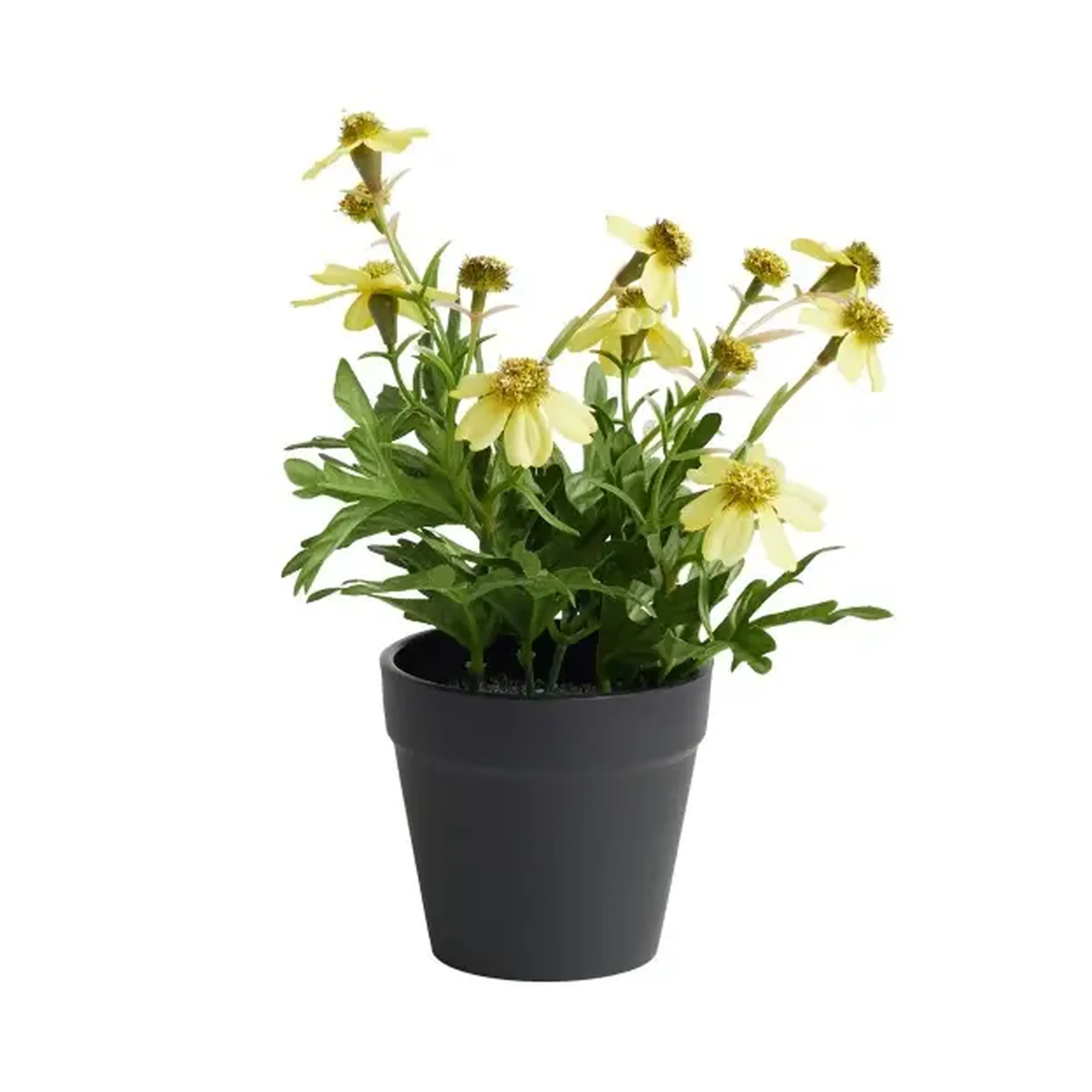 Compoziție florală LEKANTO