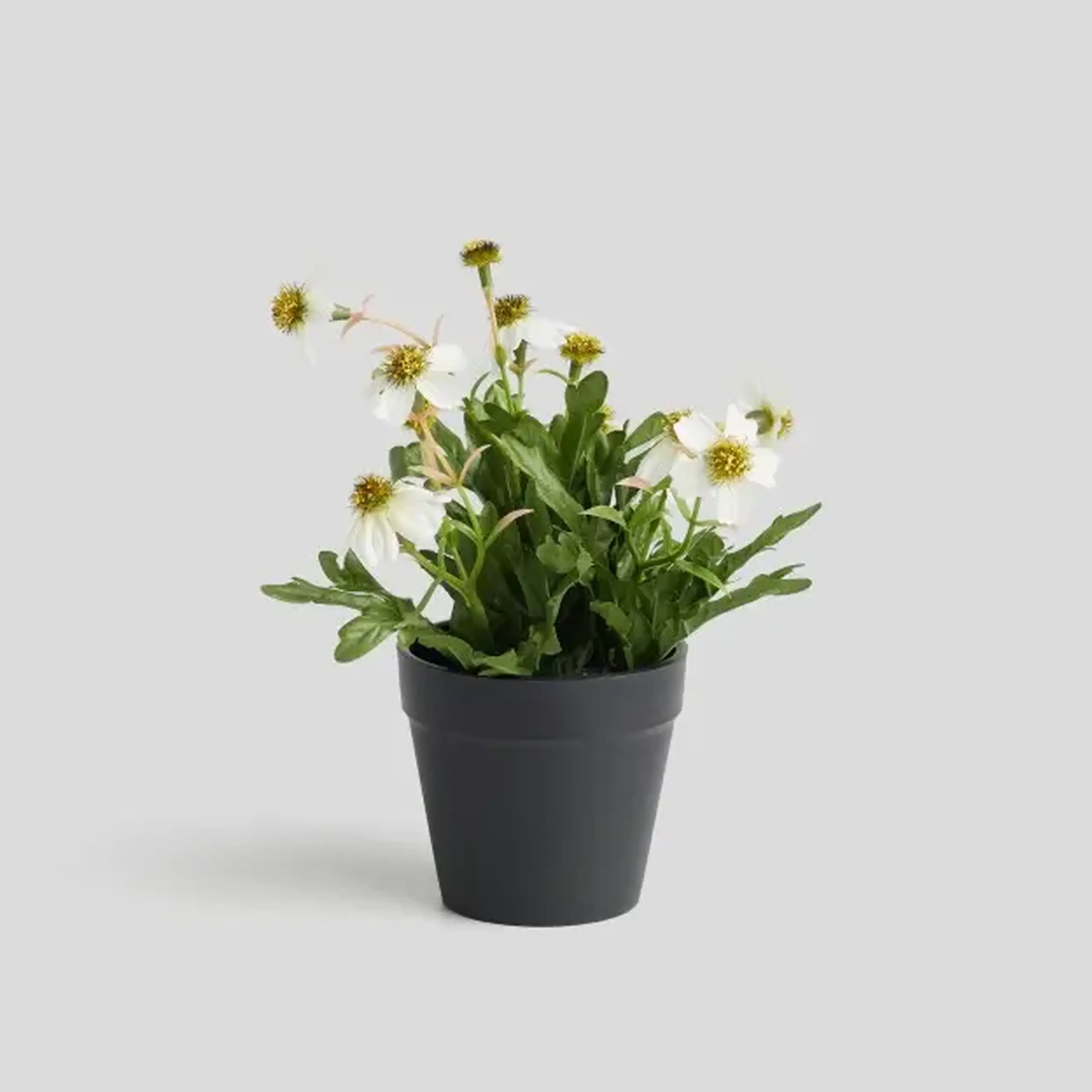 Compoziție florală LEKANTO