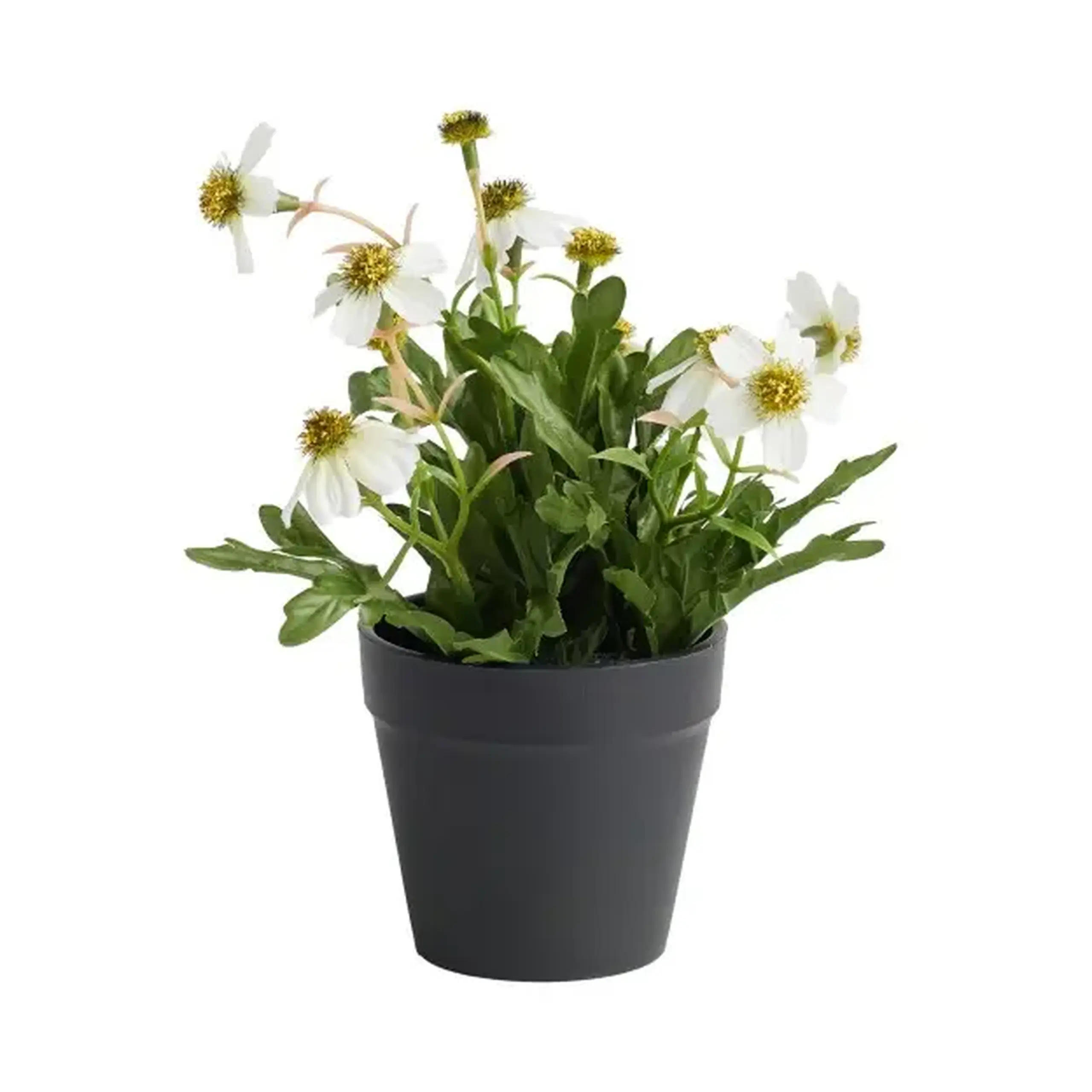 Compoziție florală LEKANTO