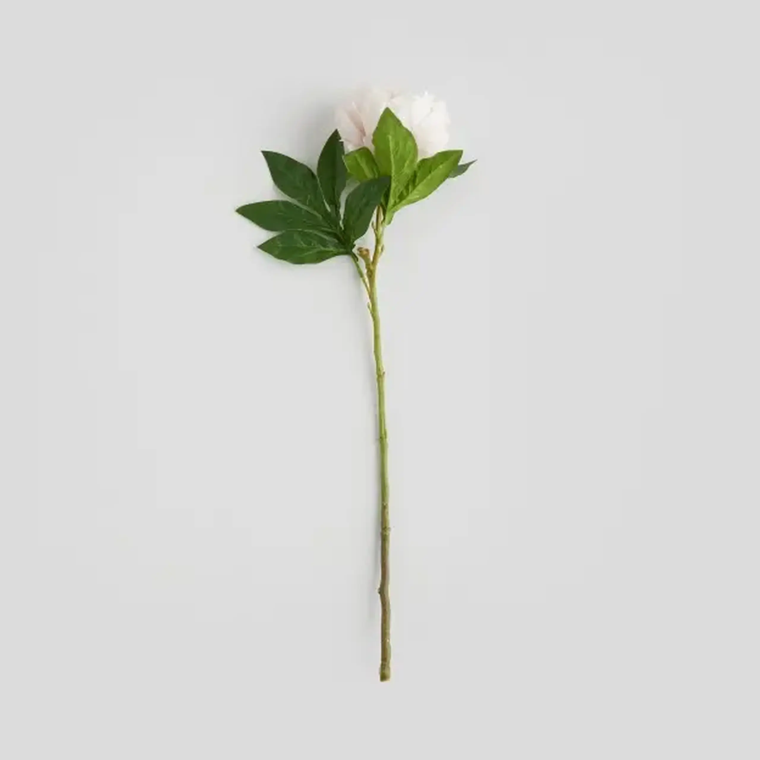 Floare decorativă PEONIO