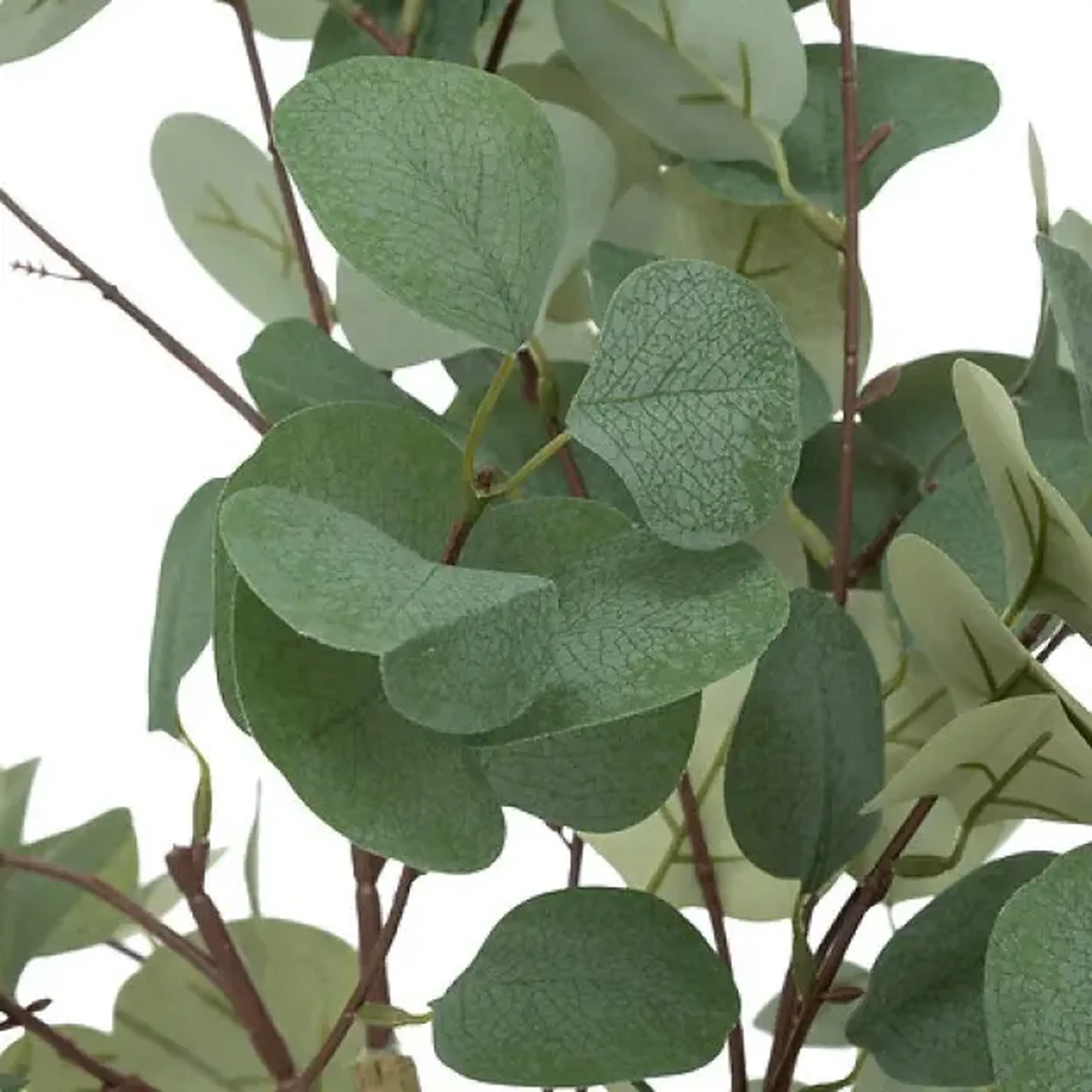Compoziție florală EUCALYPTUS H127