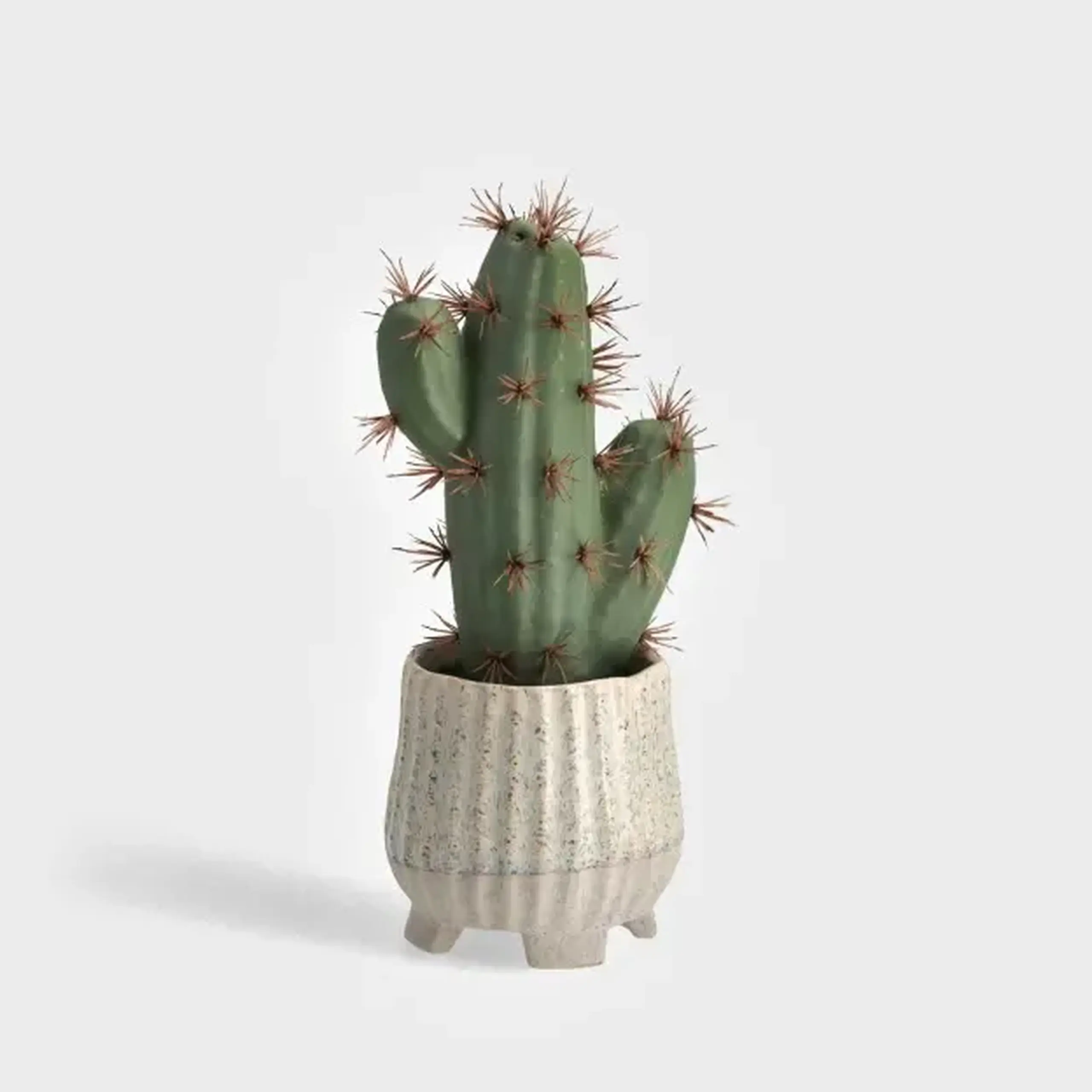 Plantă decorativă ECHINOCACTUS
