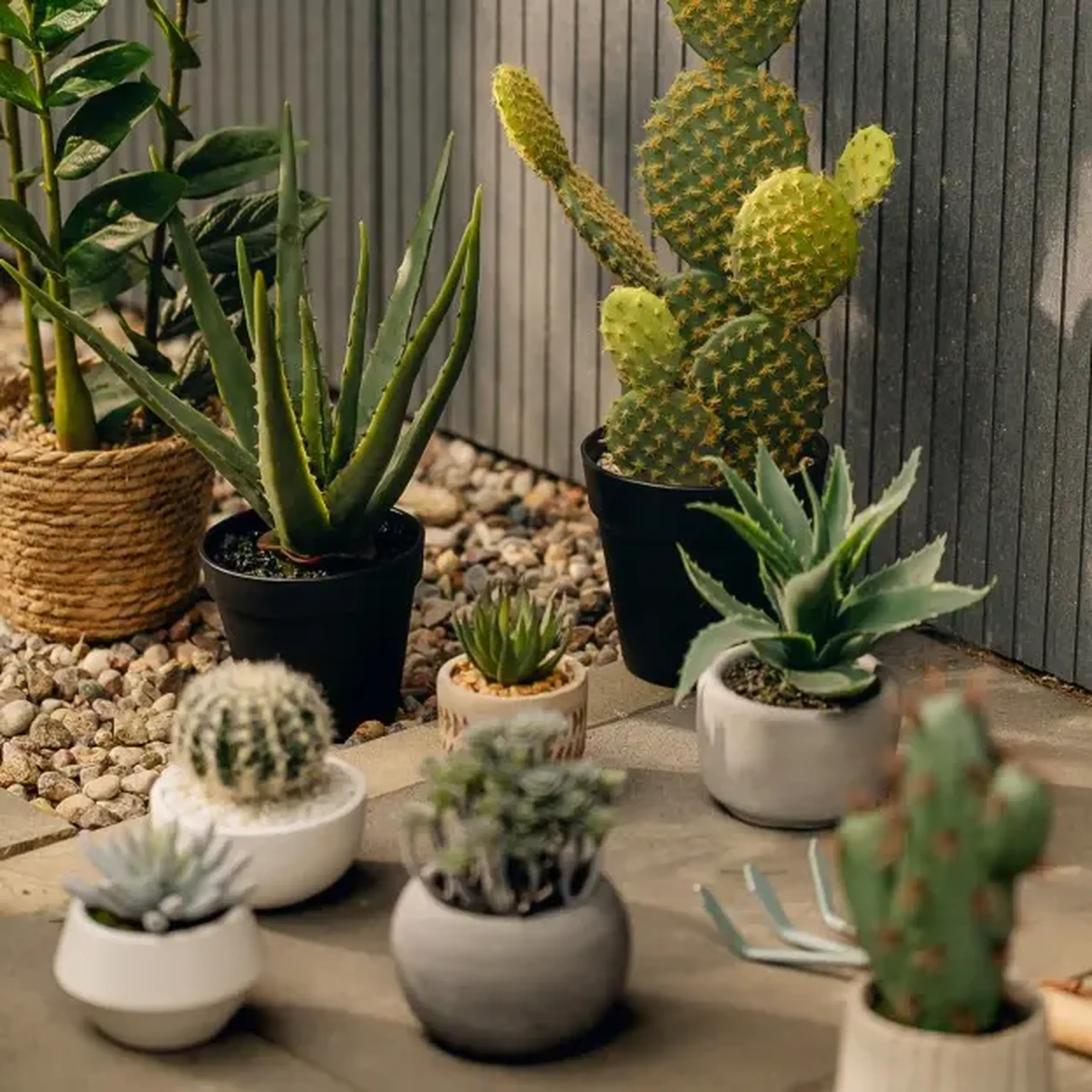 Plantă decorativă ECHINOCACTUS