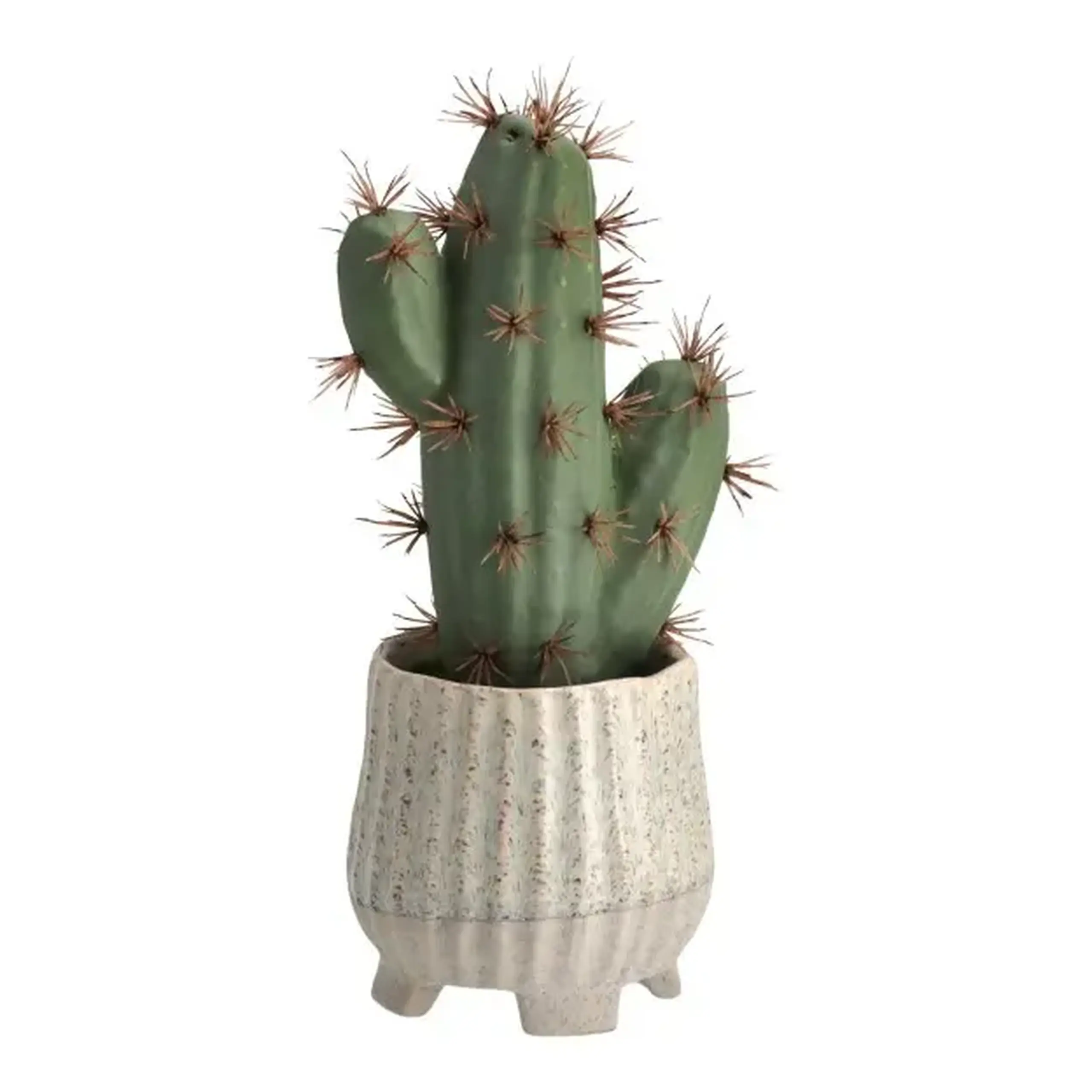 Plantă decorativă ECHINOCACTUS