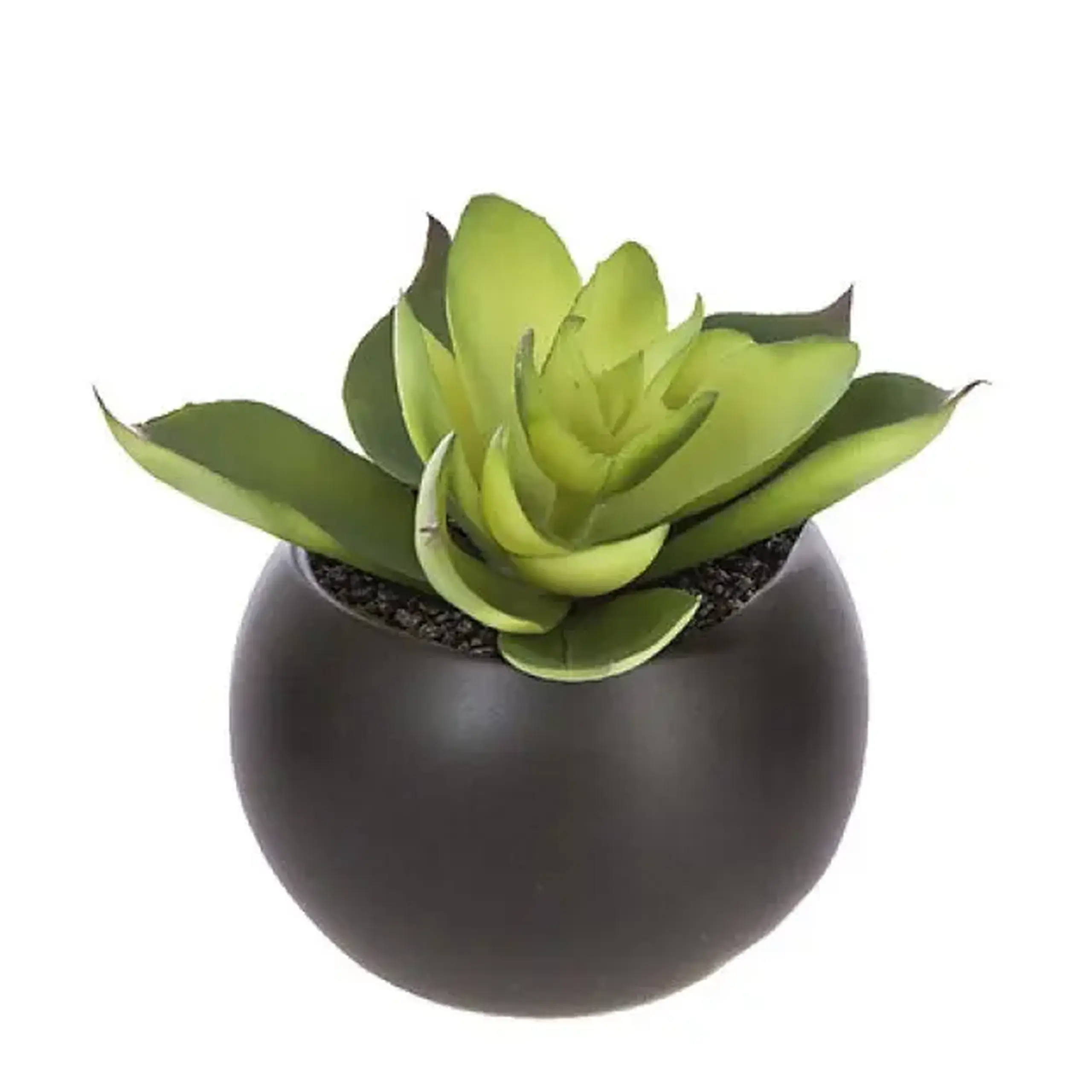 Plantă decorativă H5