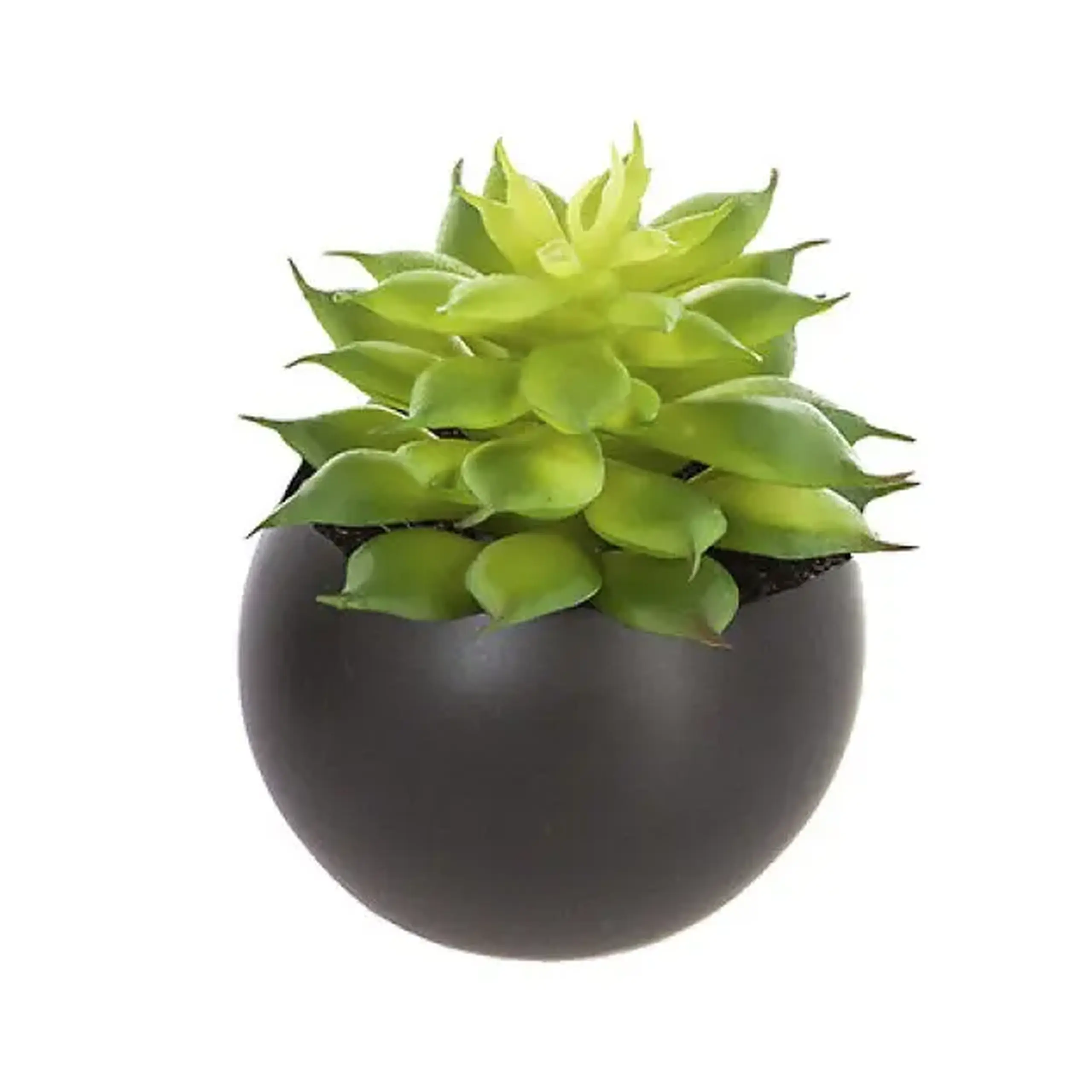 Plantă decorativă H5