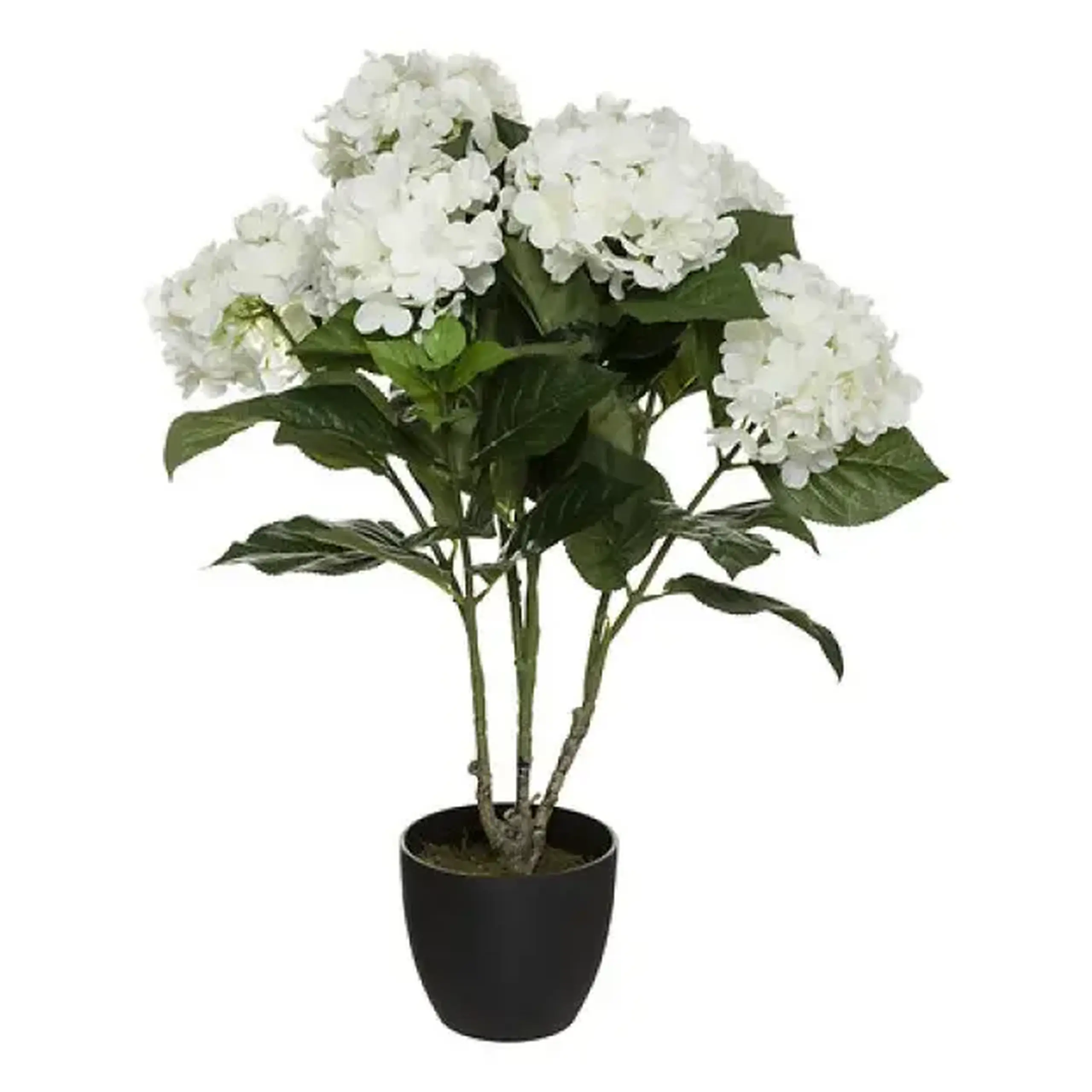Floare decorativă