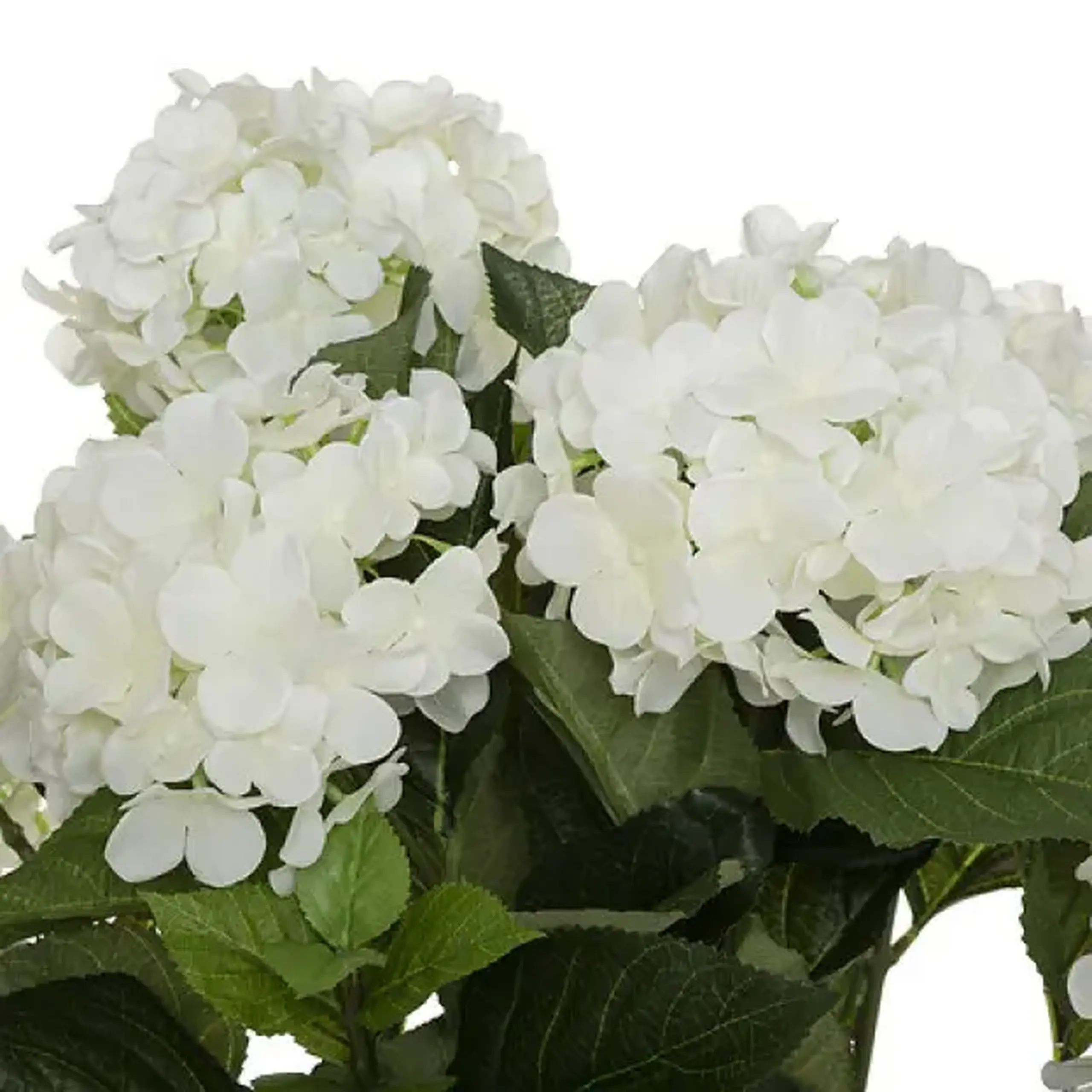 Floare decorativă