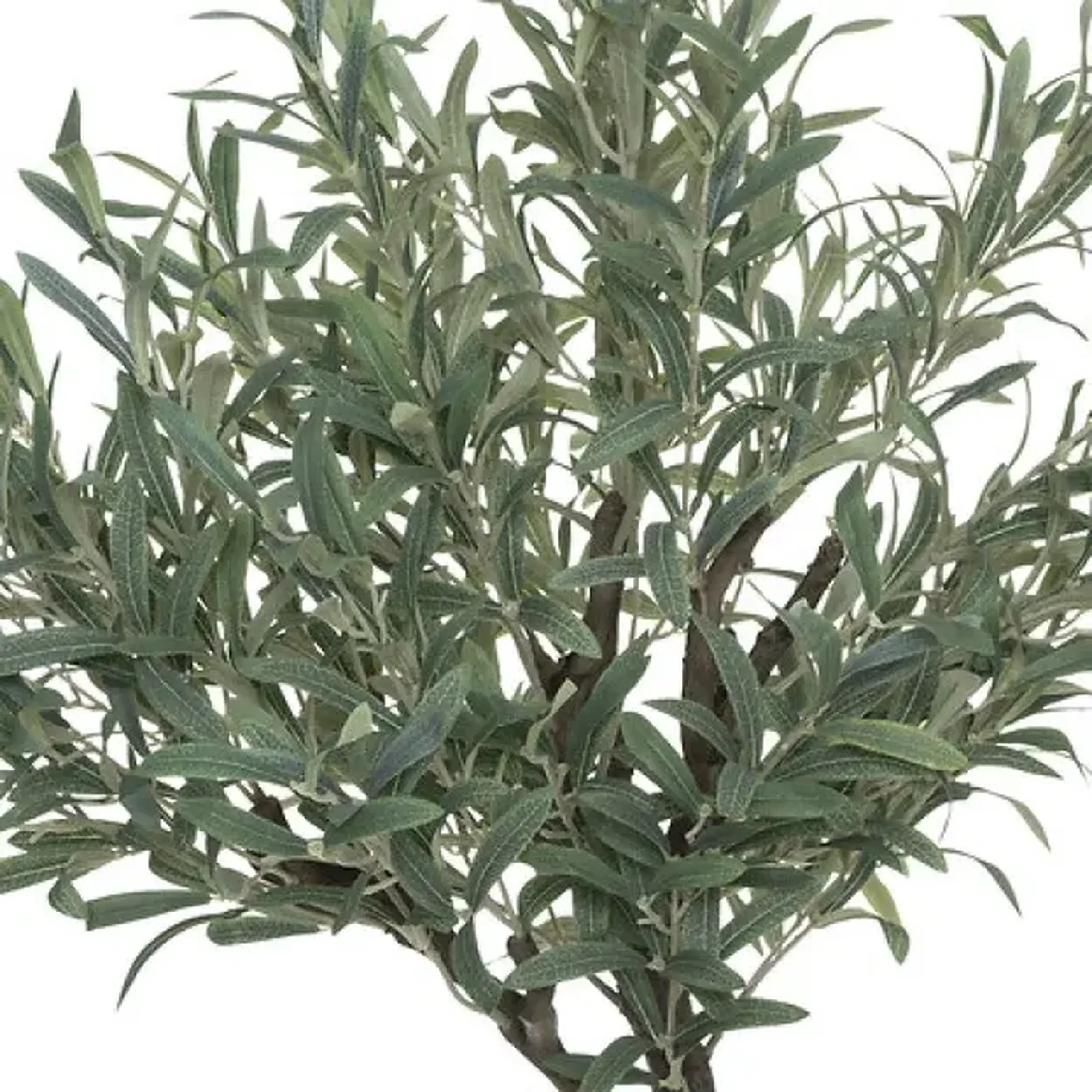Copac OLIVE H150