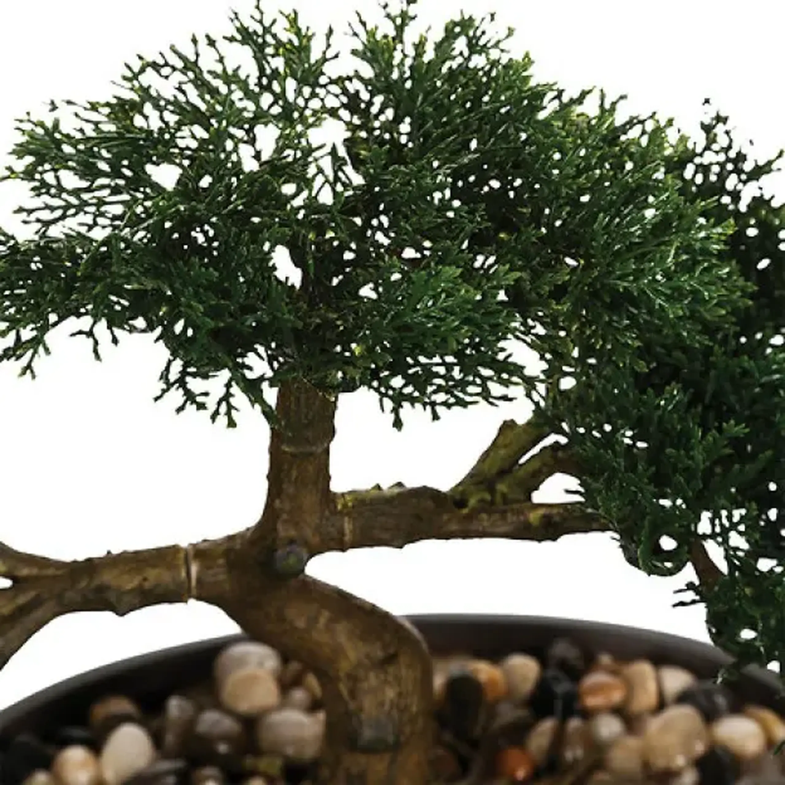 Floare BONSAI
