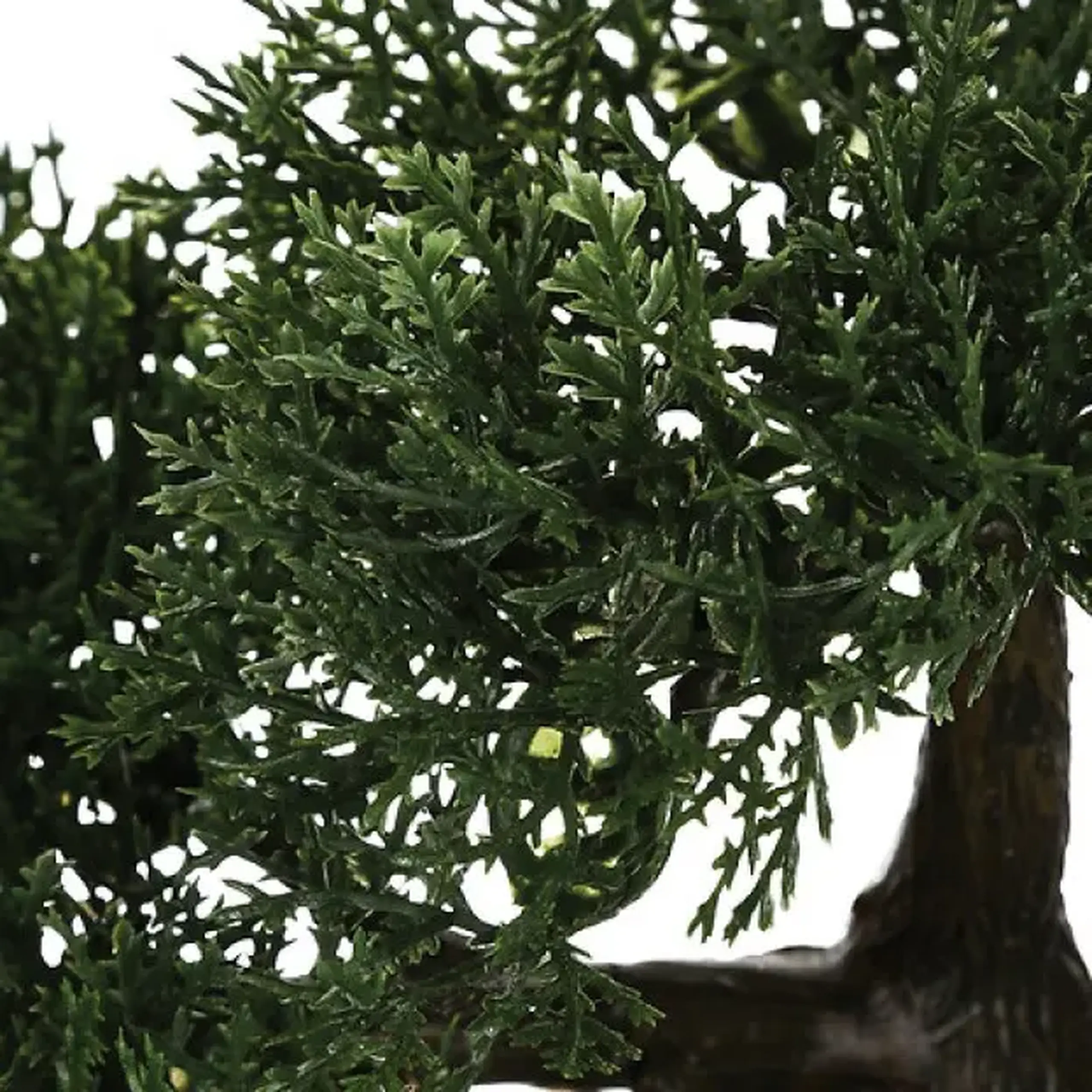 Bonsai cu ghiveci H36