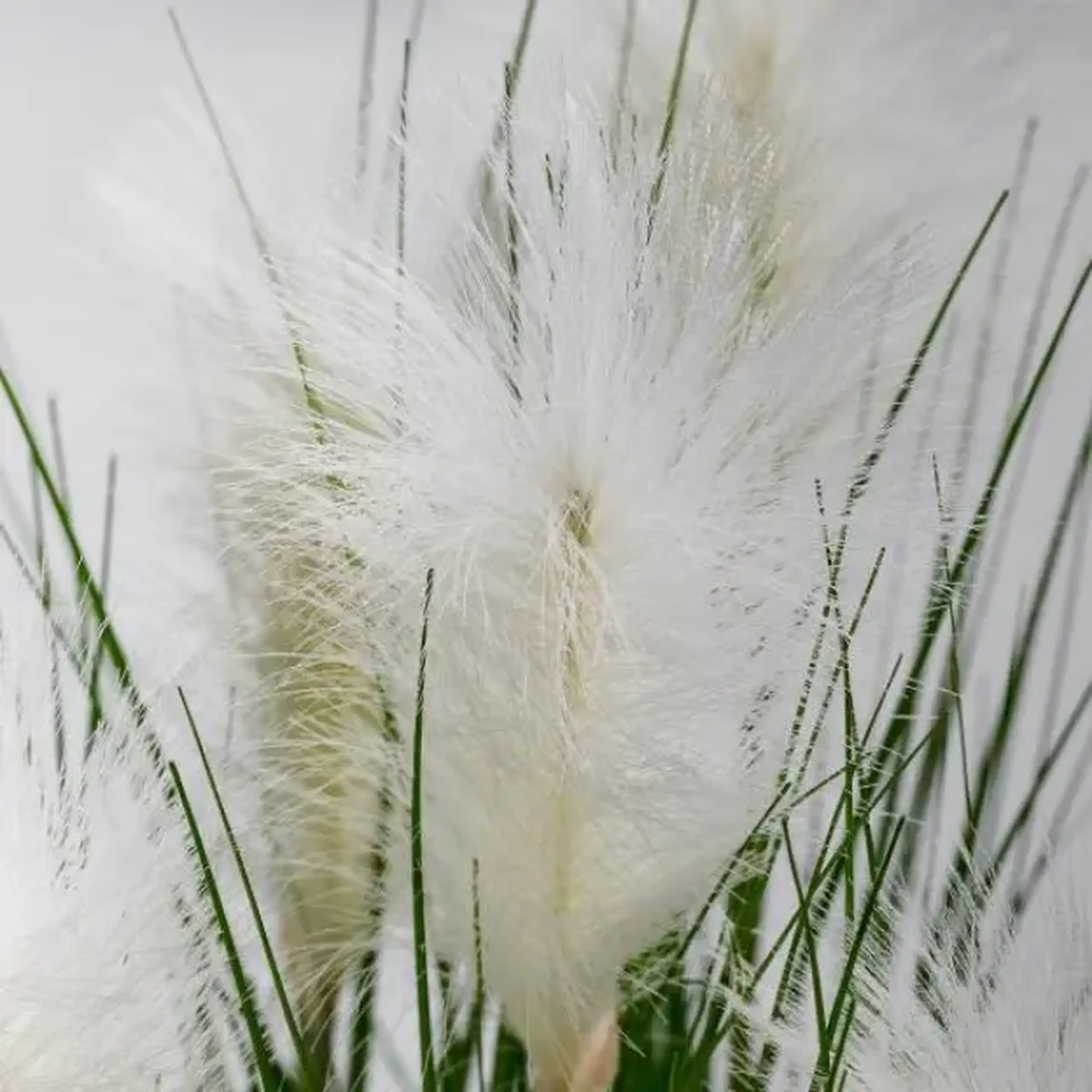 compoziție florală MISCANTIK