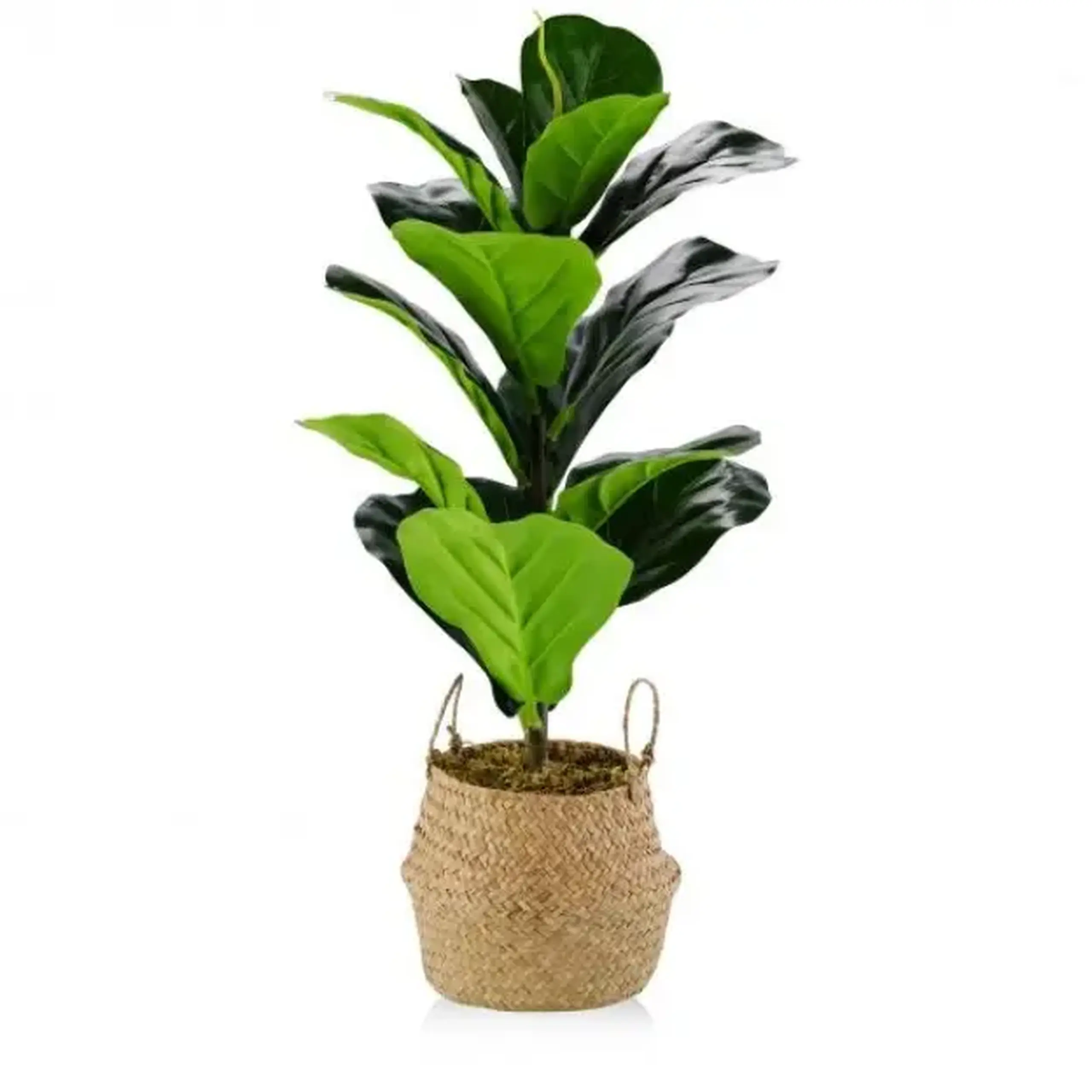 Floare decorativă FICUS