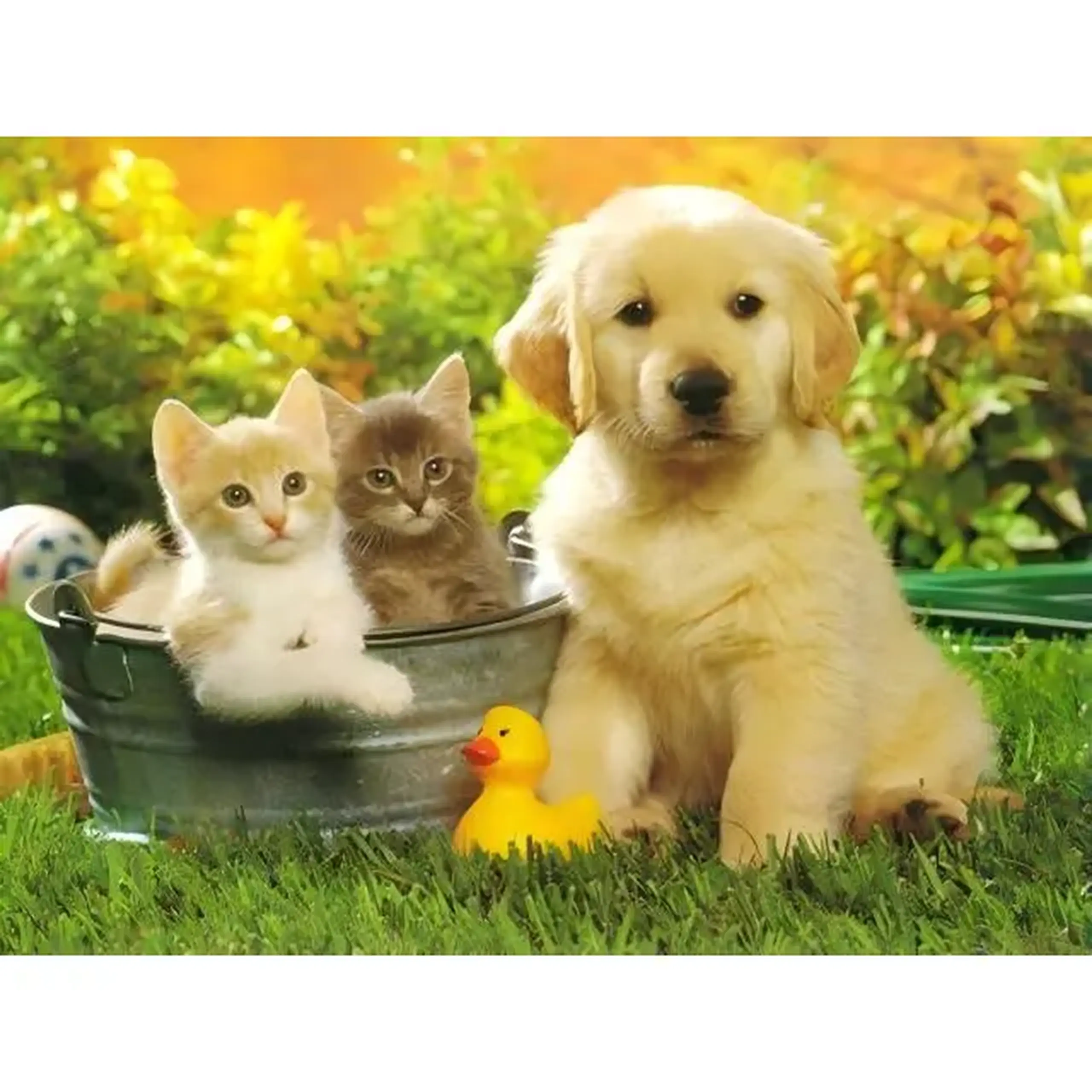 Set pictam pe numere Animale (30*40)