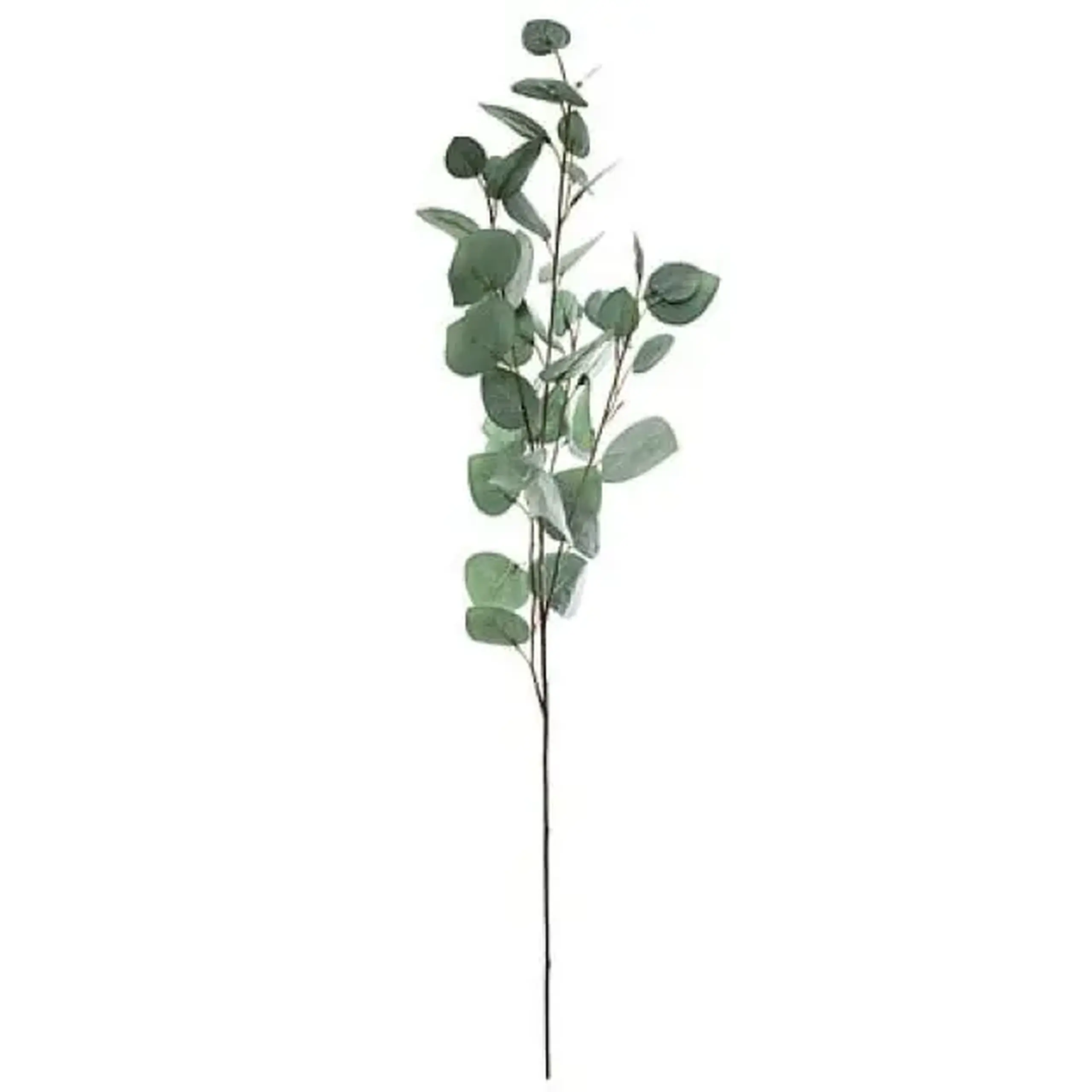 Crenguță EUCALYPTUS H 97