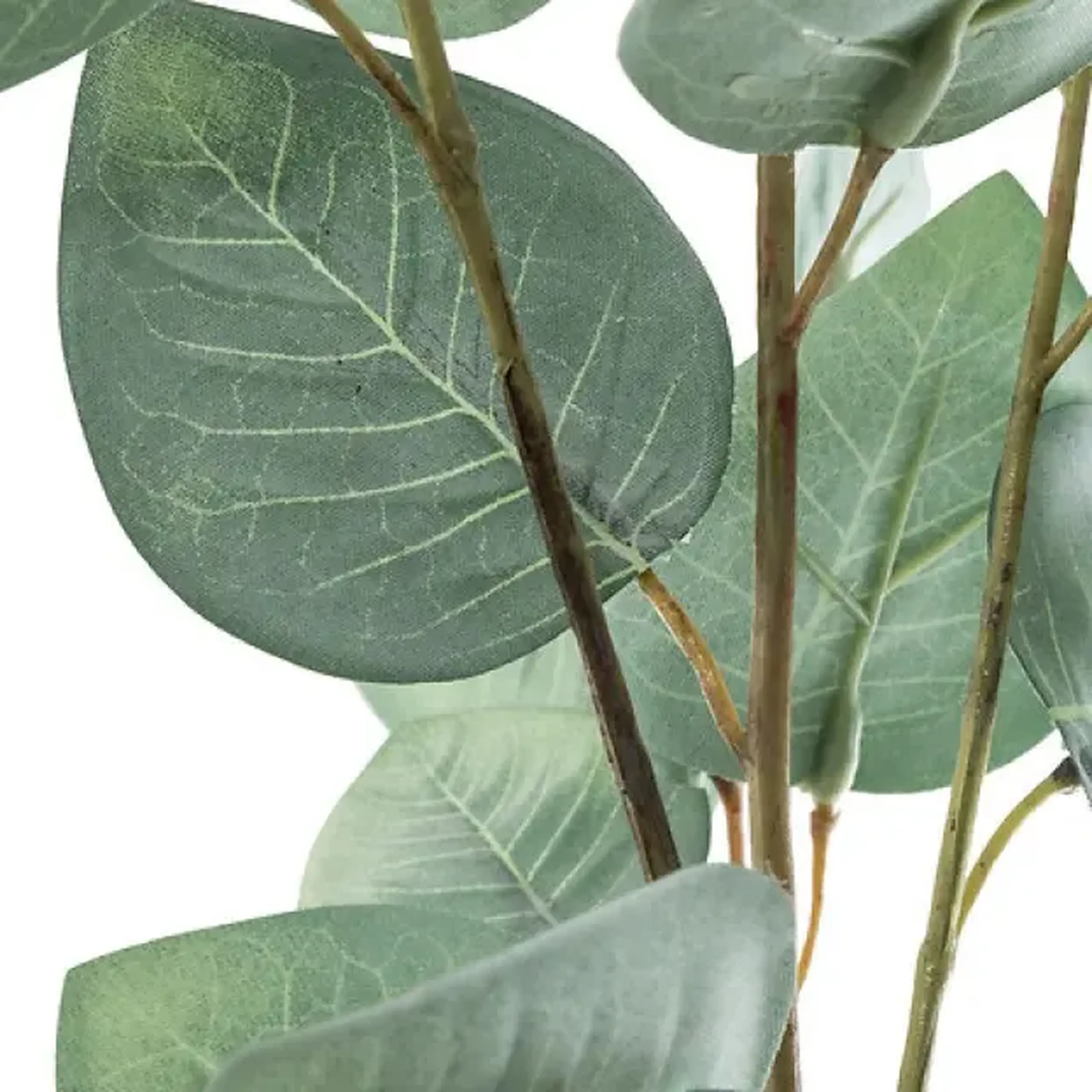 Crenguță EUCALYPTUS H 97