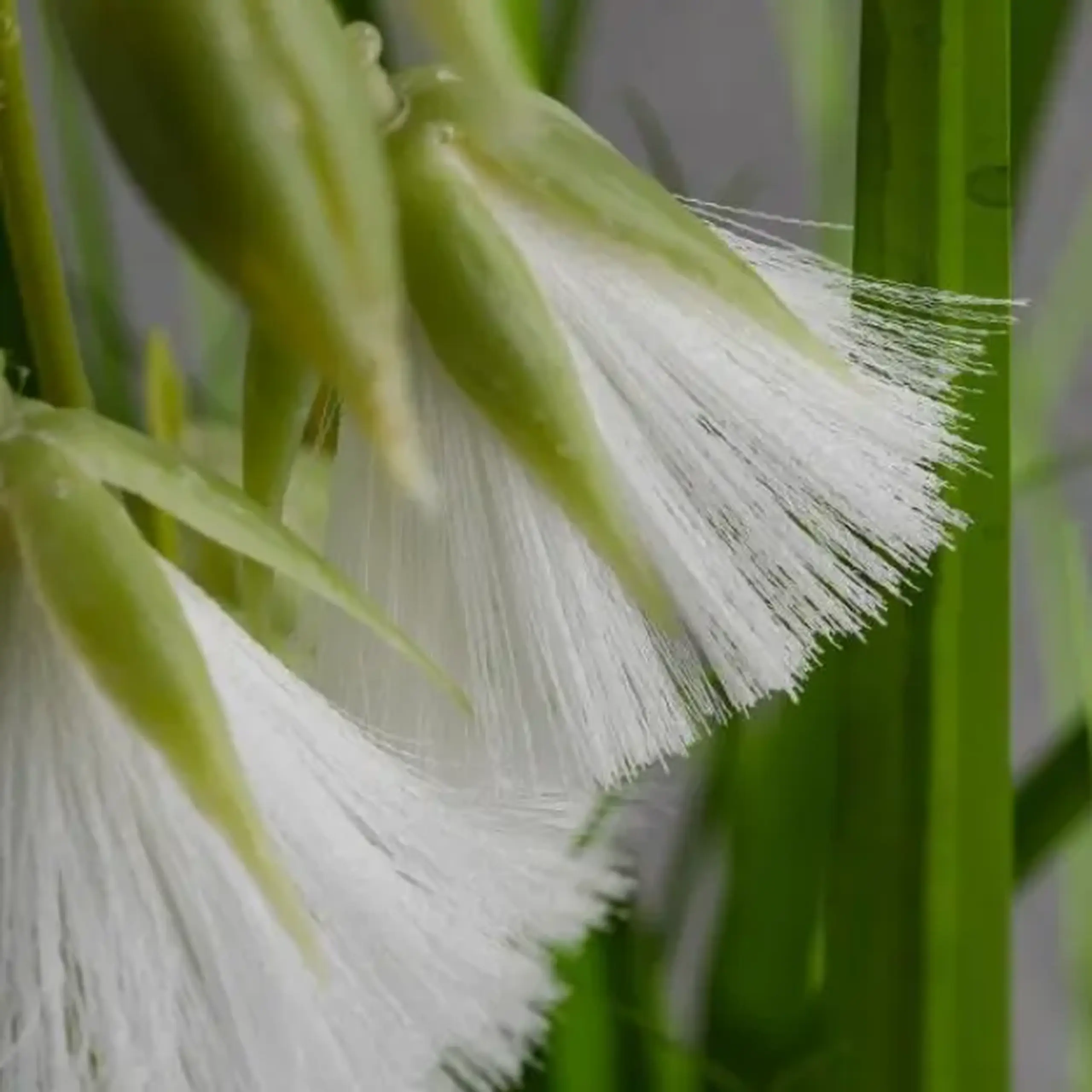 Compozitie florala BORLA